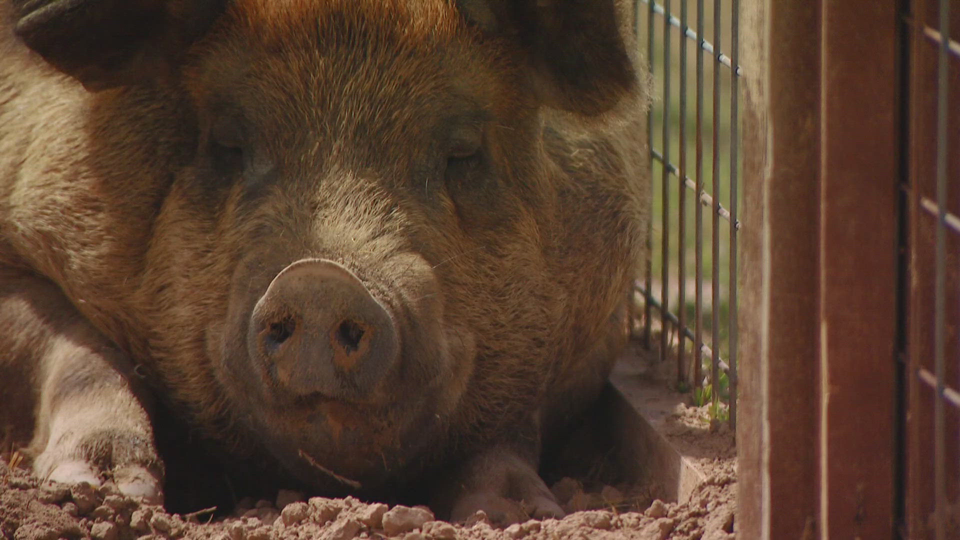 Runaway hog found her forever home | 9news.com