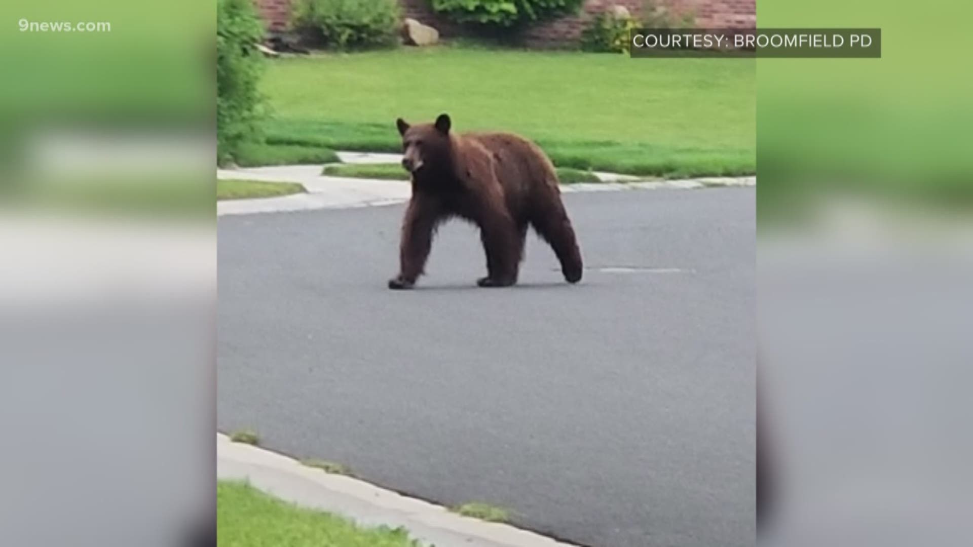 The bear was spotted multiple times wandering around a Broomfield neighborhood on Monday.