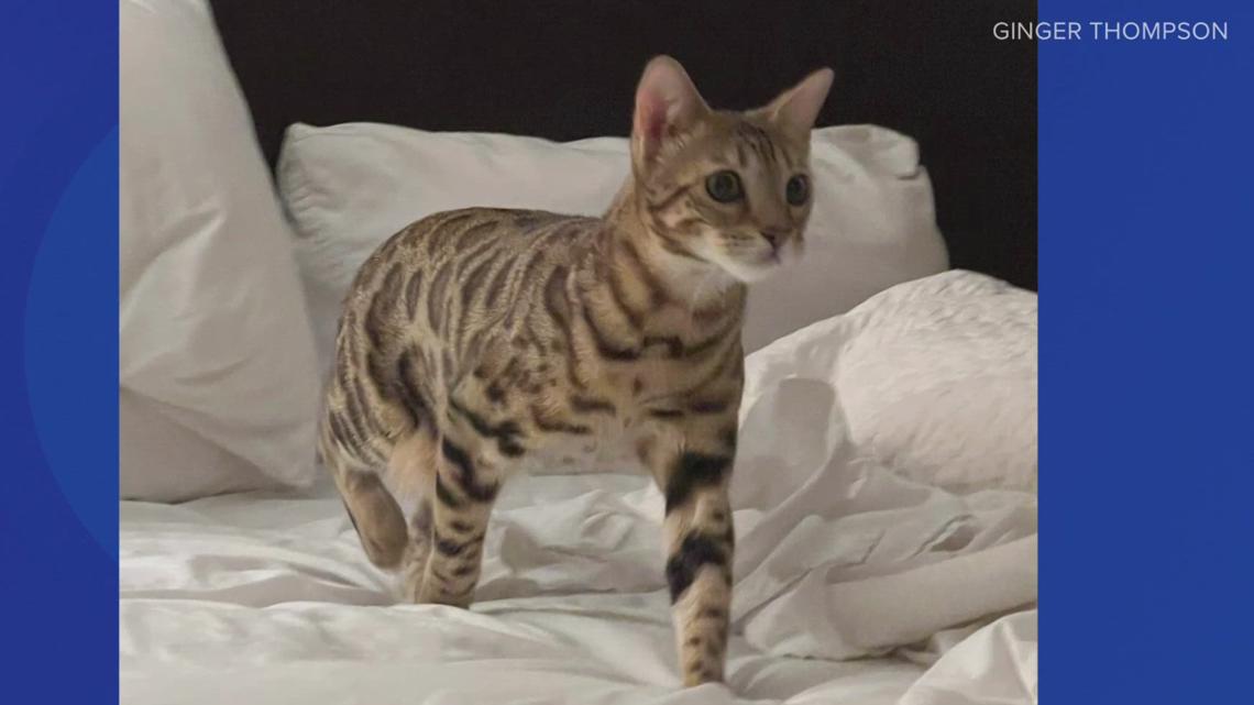 Bengal show cat goes missing at Denver International Airport