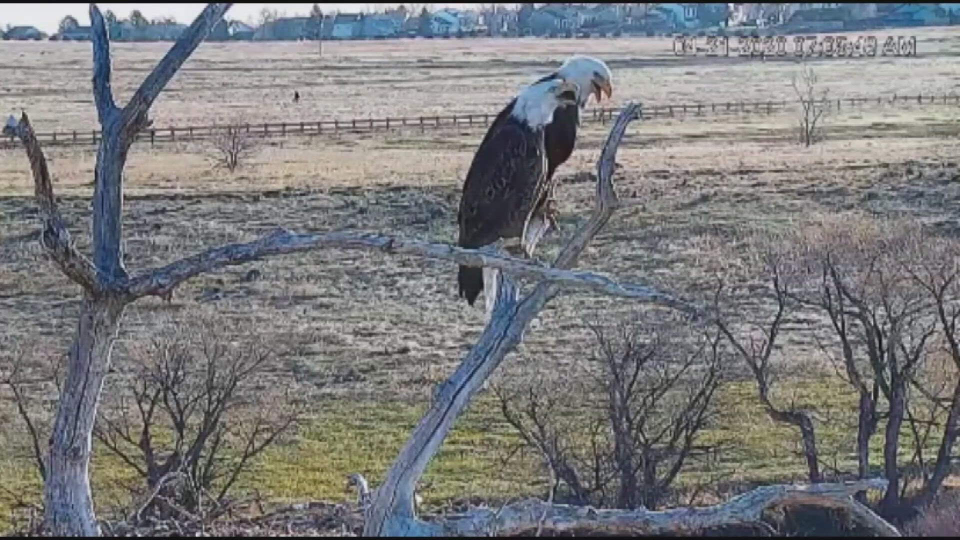 The eagle pair at Standley Lake Regional Park are soon to be empty nesters, but for a good reason this year.