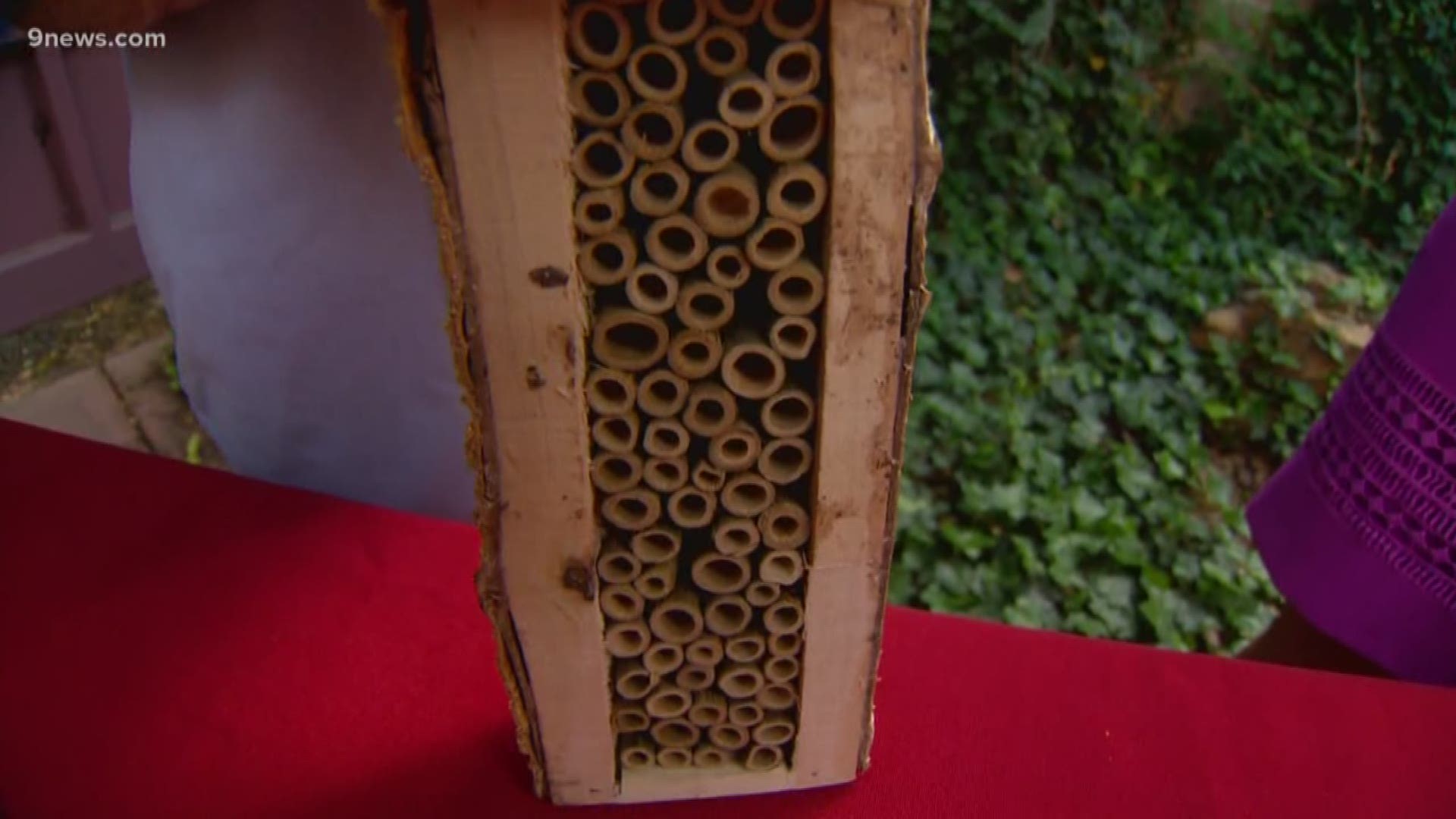 Be sure to put your bee hotel against a building or tree trunk to keep it from falling. And don’t worry about protecting yourself—mason bees are gentle, and they rarely sting. If they do, it’s not as bad as a honeybee sting.