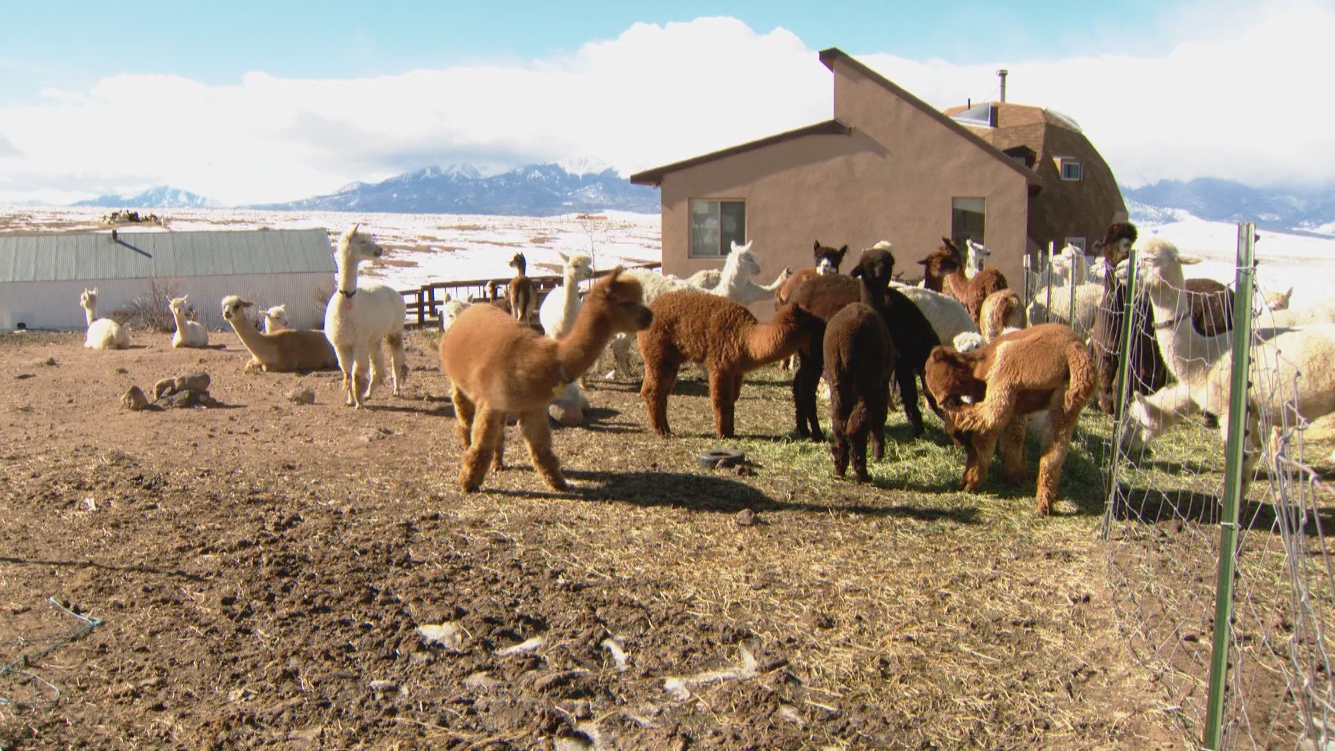 Tenacious Unicorn Ranch a safe haven for trans community, alpaca