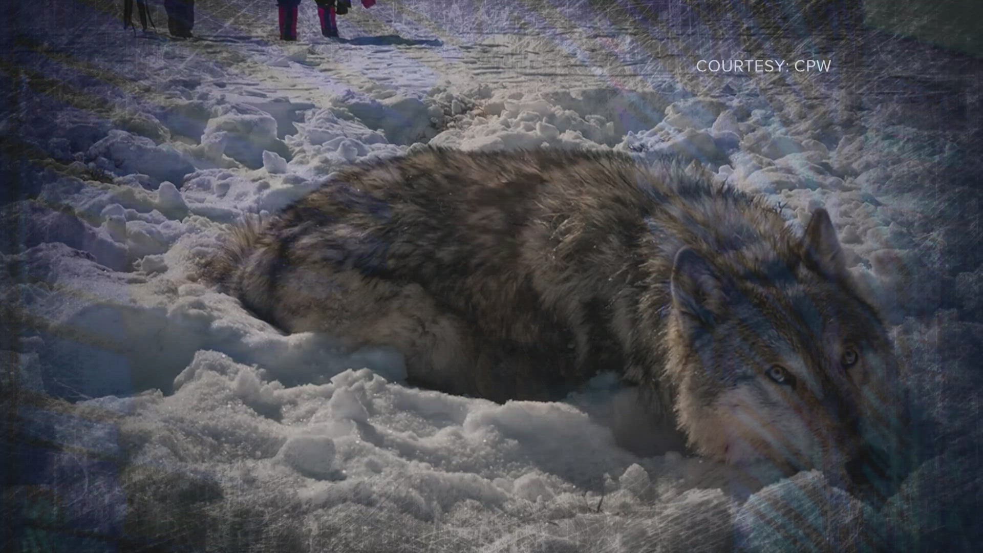 CPW announced an agreement with Indigenous tribes, the Confederated Tribes of the Colville Reservation, to catch up to 15 wolves next capture season.