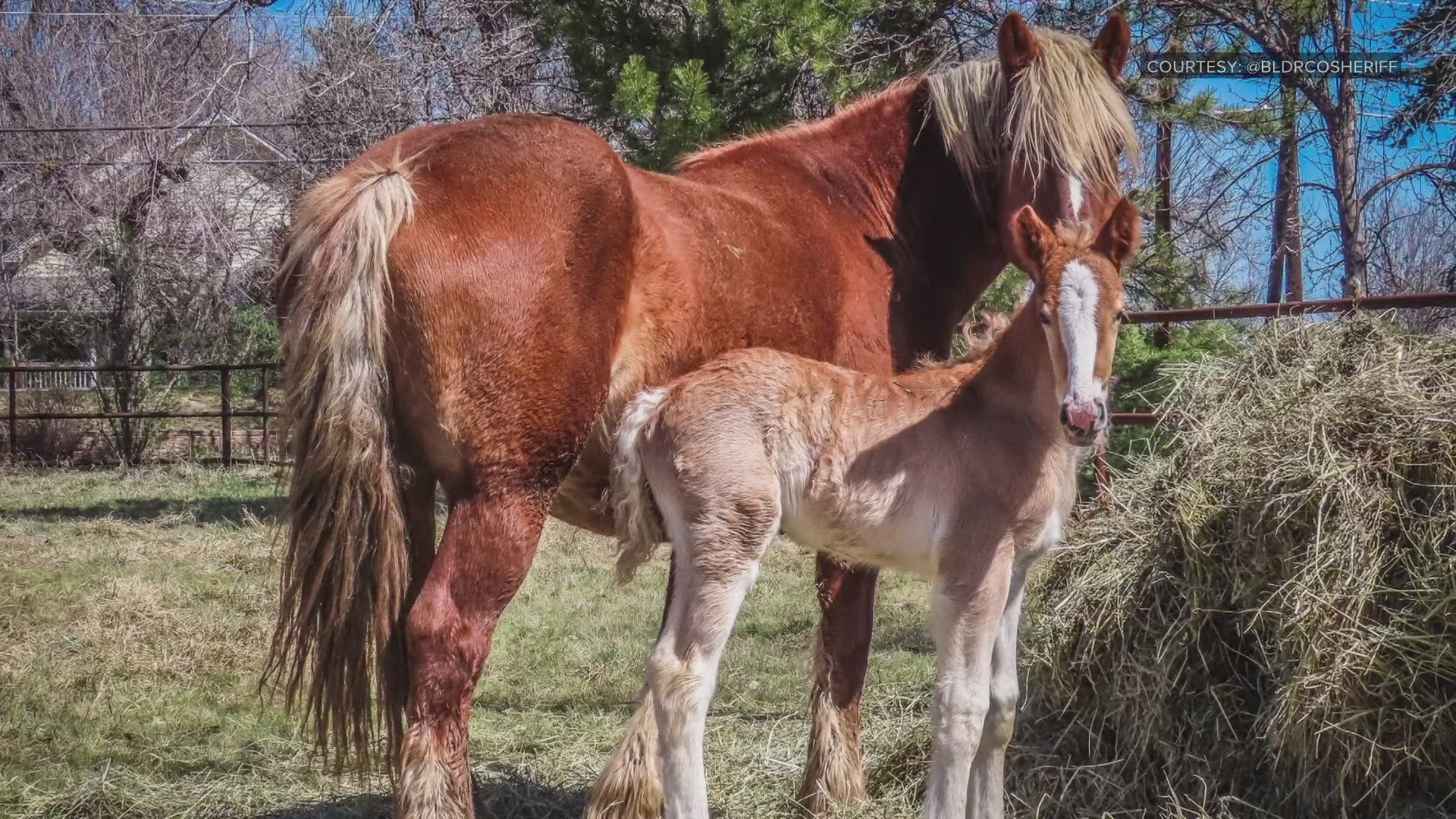 Boulder deputies are looking for Shindig, a 4-week-old sorrel draft horse, that is missing from his pasture. The foal is still nursing and needs his mom.