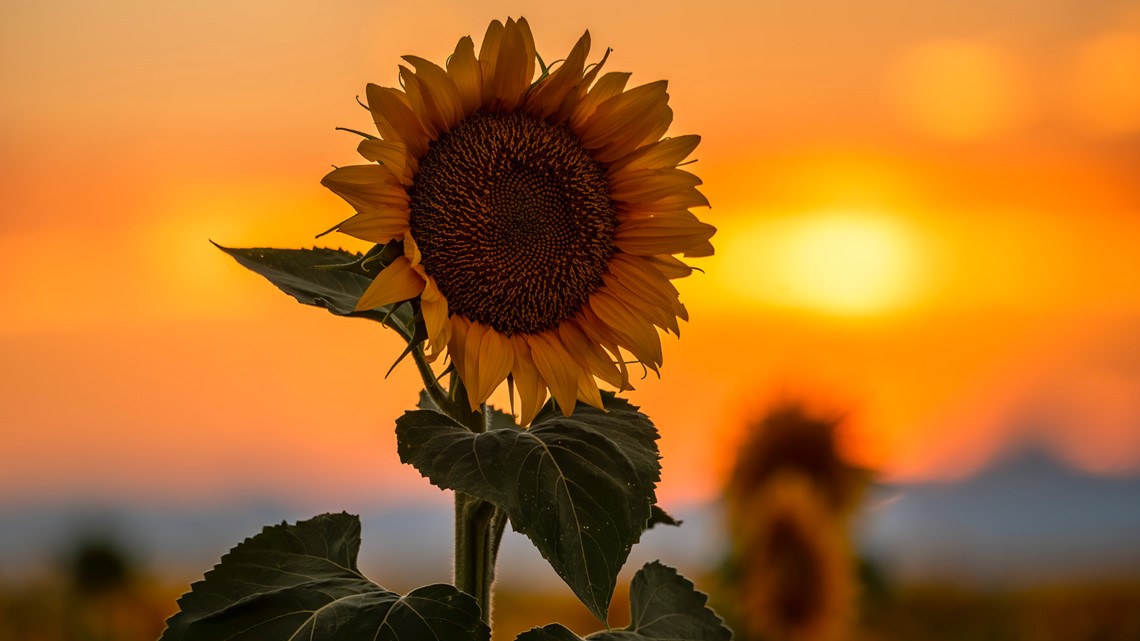 Incredible sunflower photos from across Denver and Colorado | 9news.com