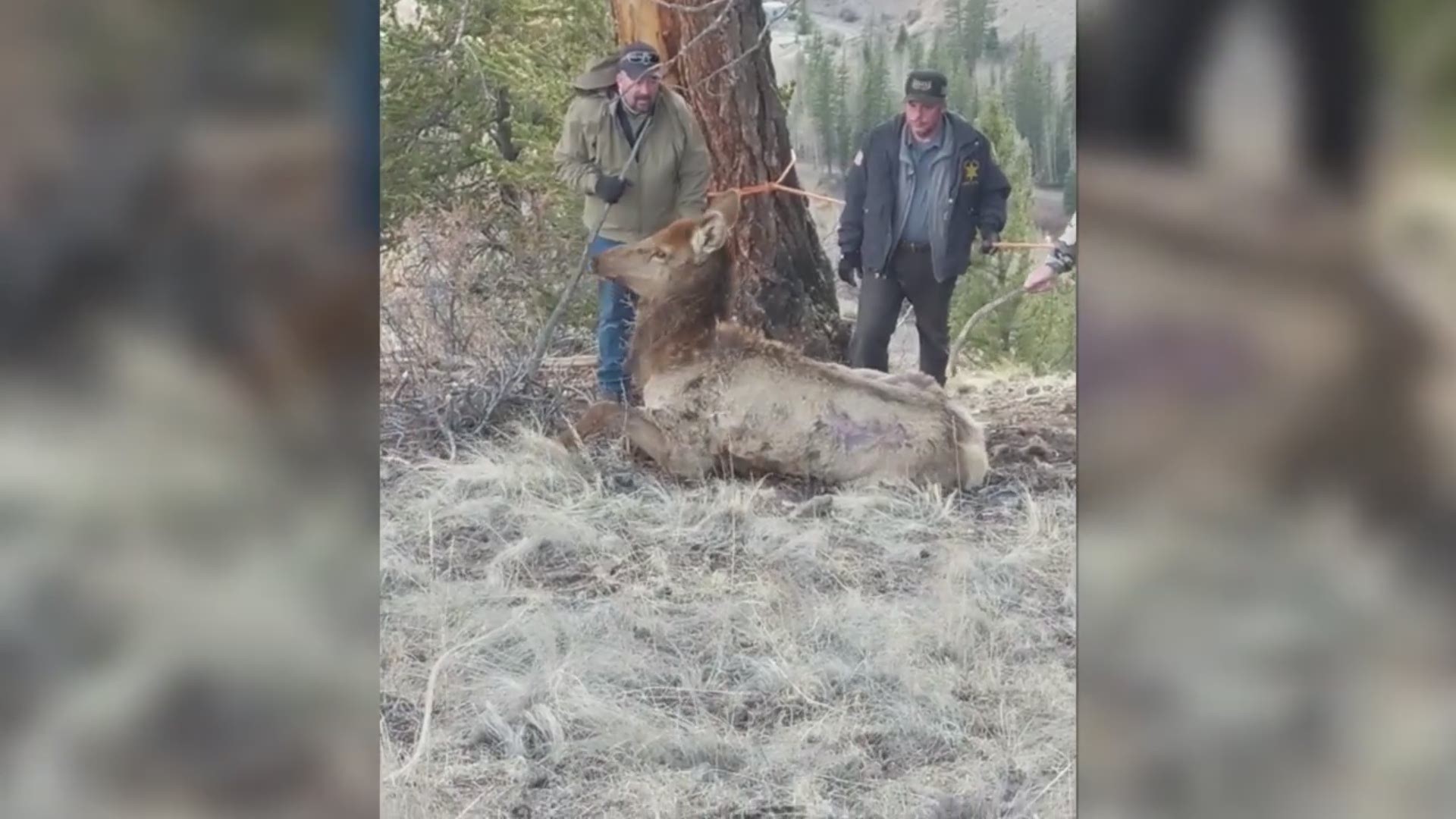 An elk was rescued from an old mine shaft near Creede, Colorado. Video courtesy Colorado Parks and Wildlife.