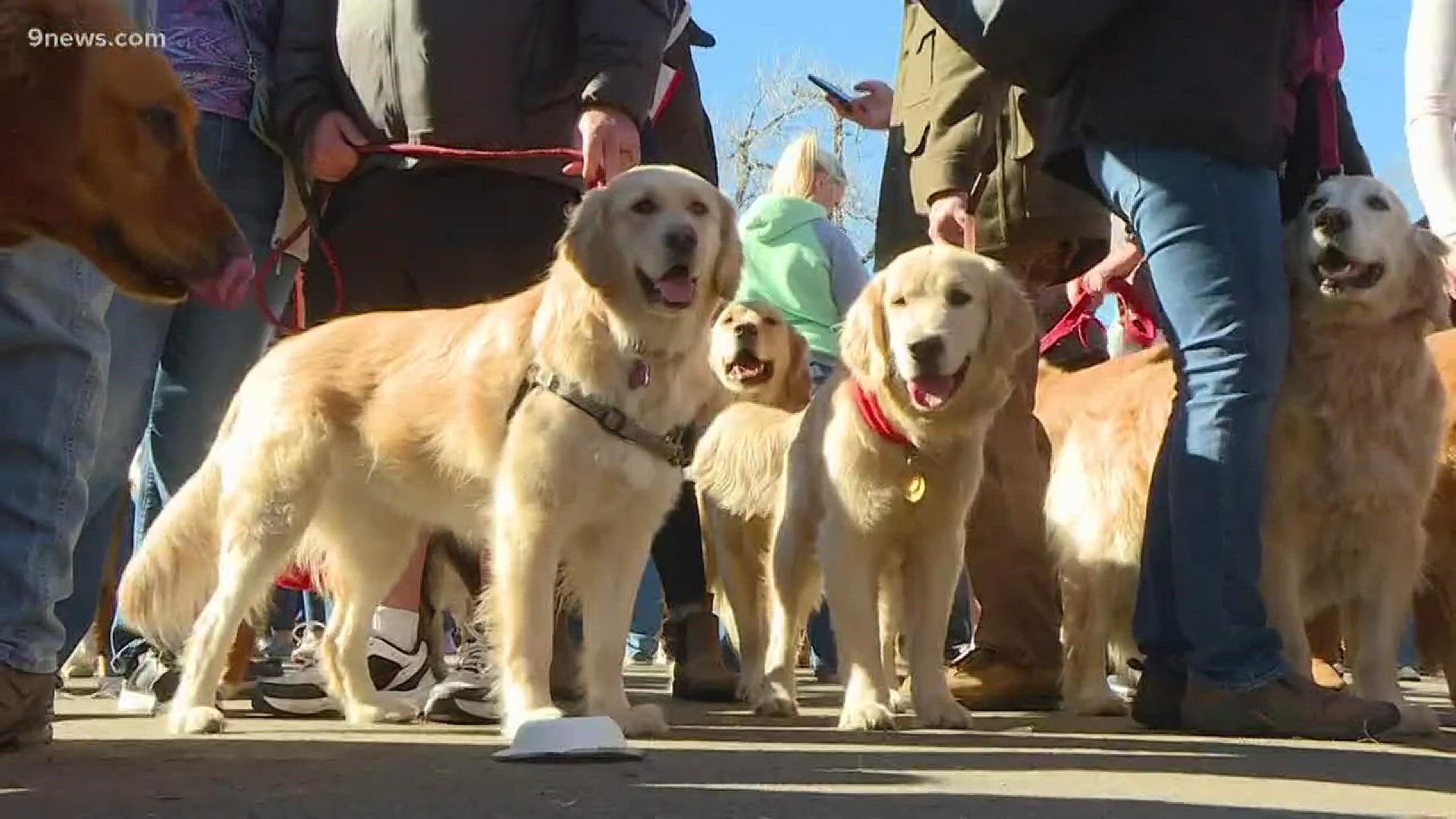 Organizers told 9NEWS that likely 1,500 goldens managed to brave the gorgeous Golden weather to visit and basically take over the main street in the city. Humans and their beloved (and well-behaved) golden retrievers were invited to first gather at the Golden Visitors Center at noon for a free photo and some treats.
