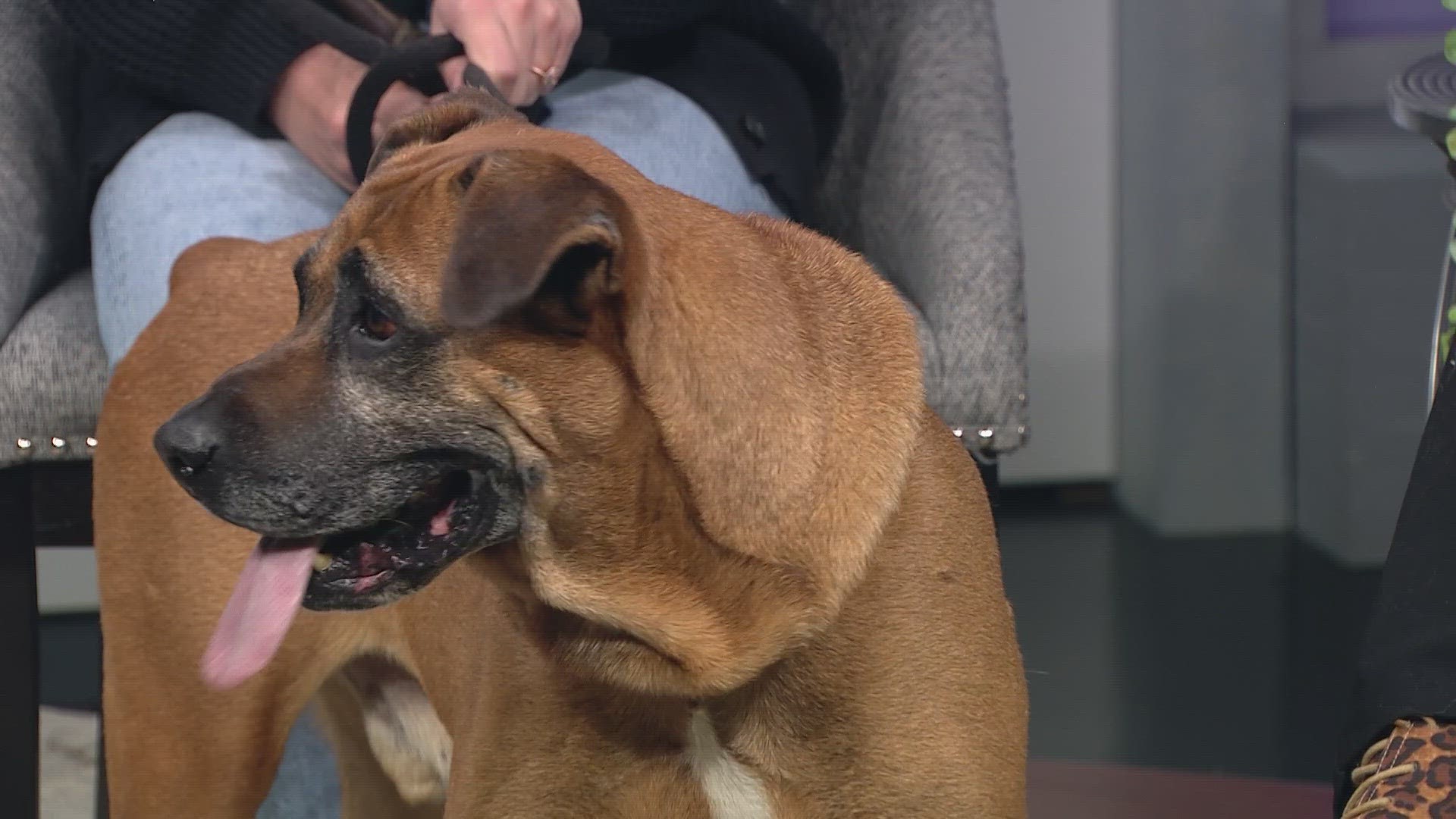 Walton is up for adoption at Big Bones Canine Rescue in Windsor.