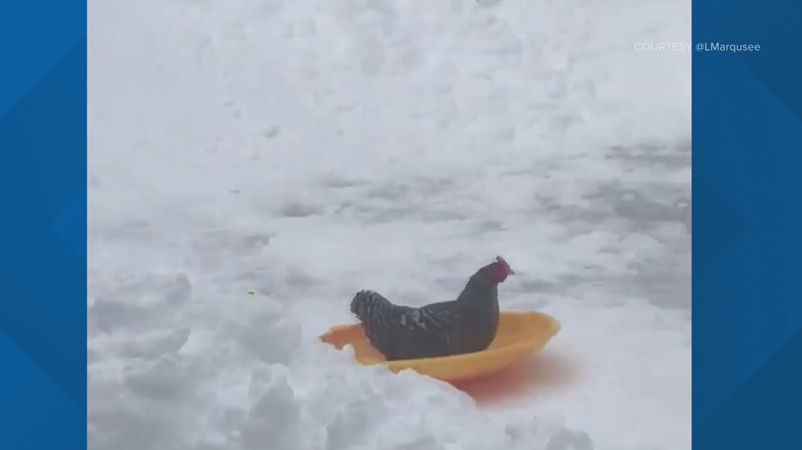 Watch this video of a chicken sledding (and loving it)
