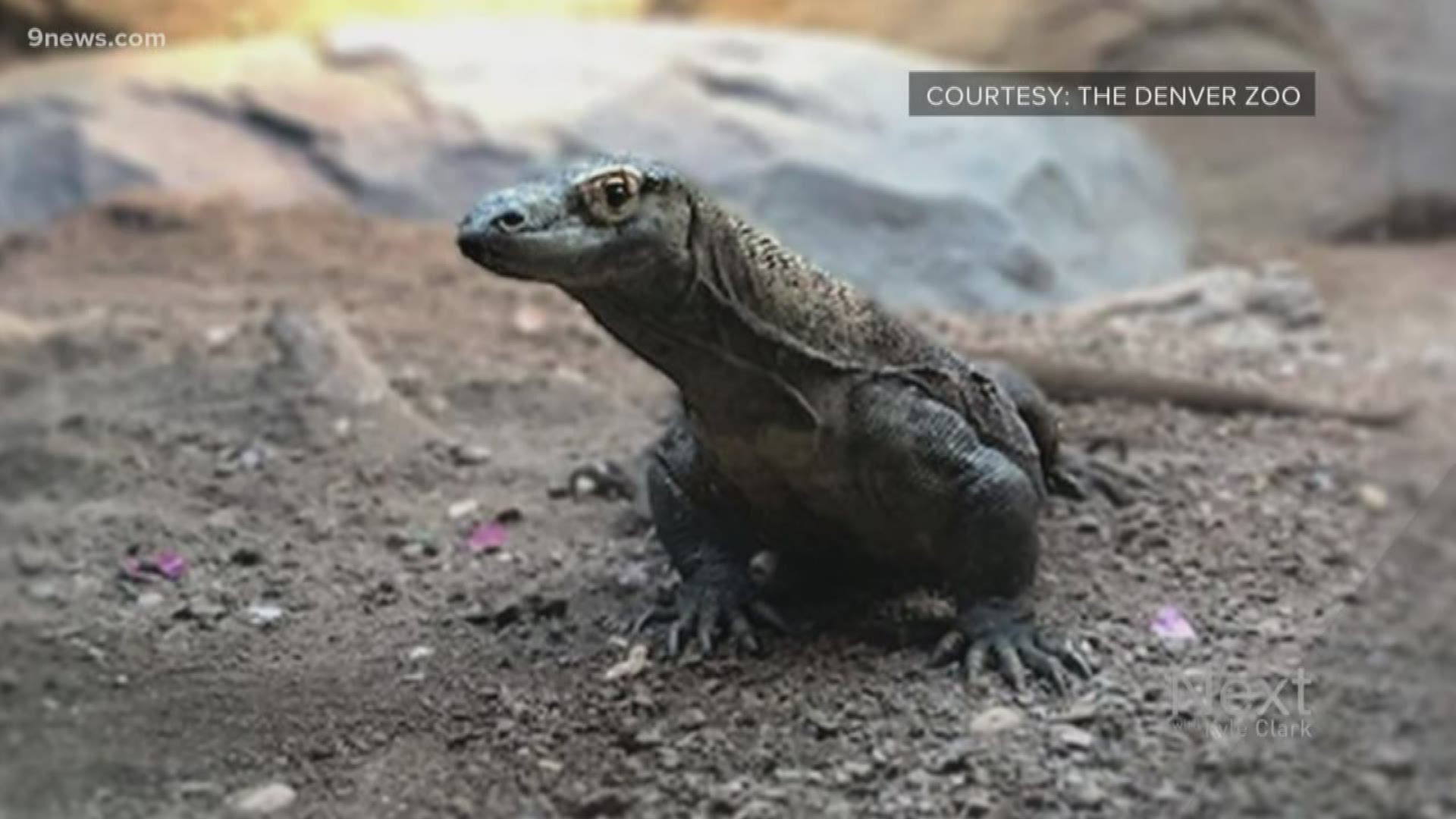 The Komodo dragon just arrived from San Antonio Zoo and is already out and about for visitors to see.