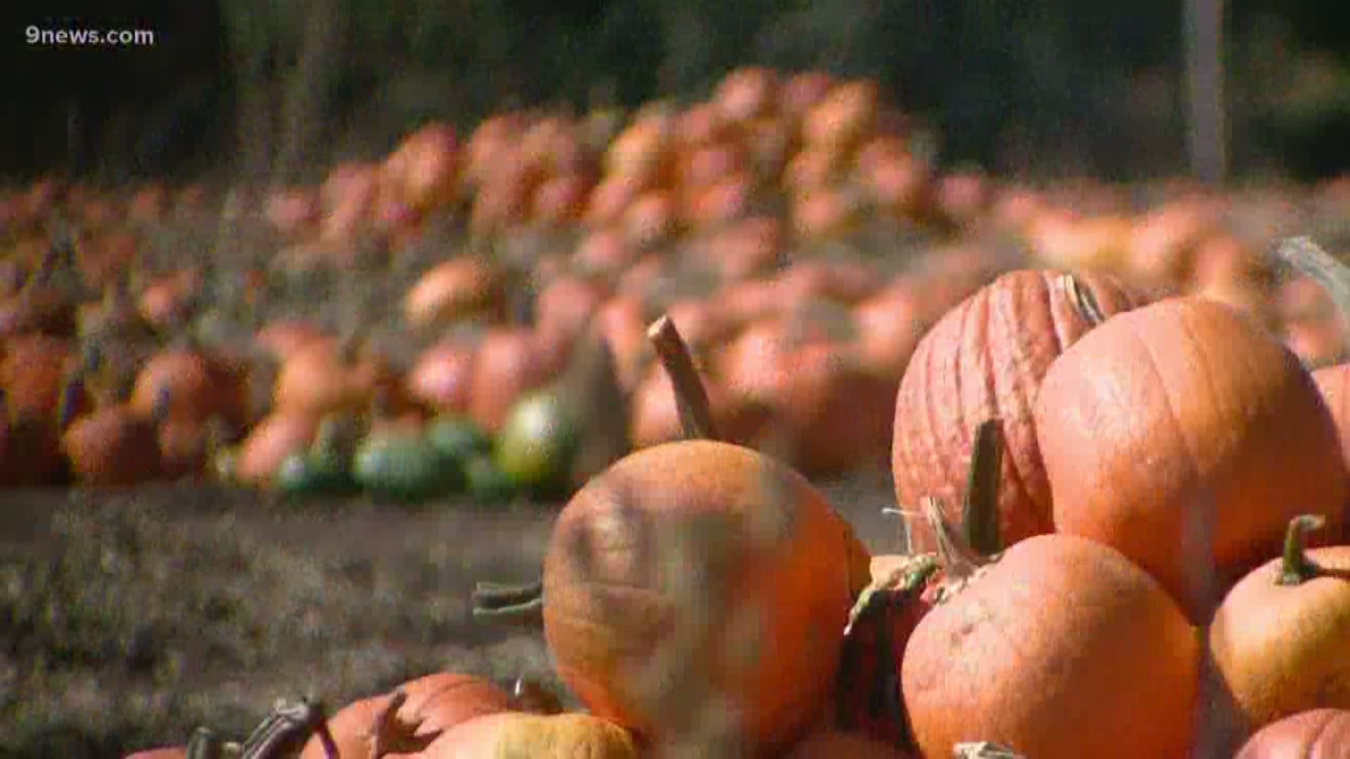 The pumpkin is one of the most nutrient dense plants on earth.