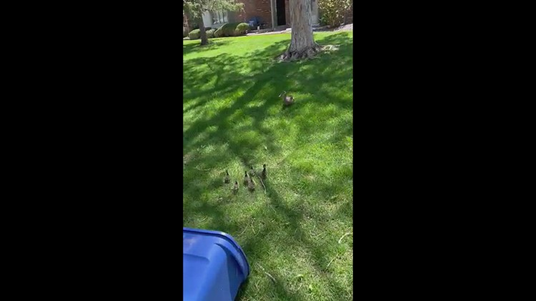 Ducklings reunited with mom after falling in well