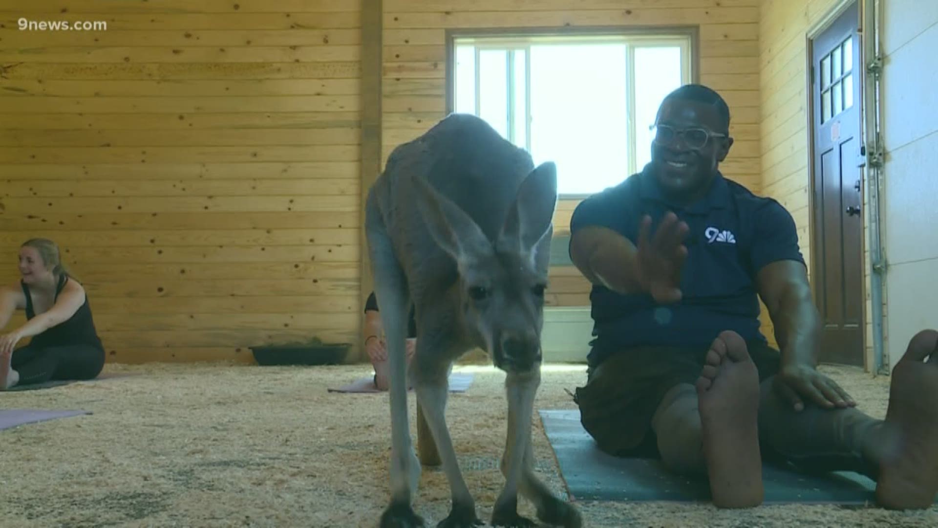 Looking to spice up your yoga routine? Why not add kangaroos? You can do that at the Zoo Chateau in Golden. (zoochateau.com)