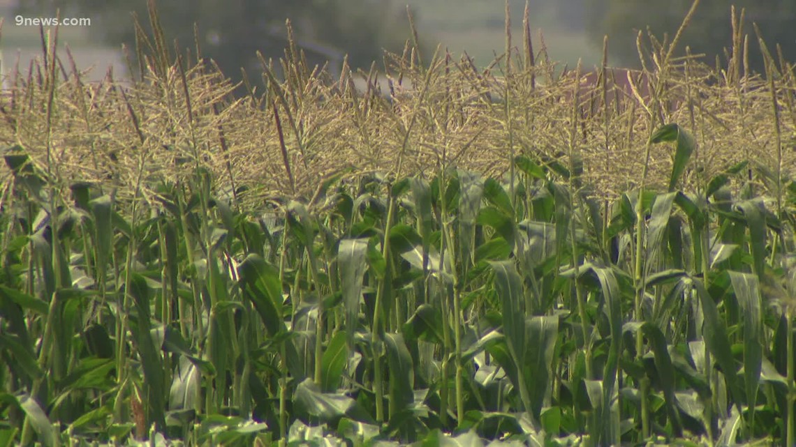 Olathe sweet corn is a Colorado icon that arrives each August