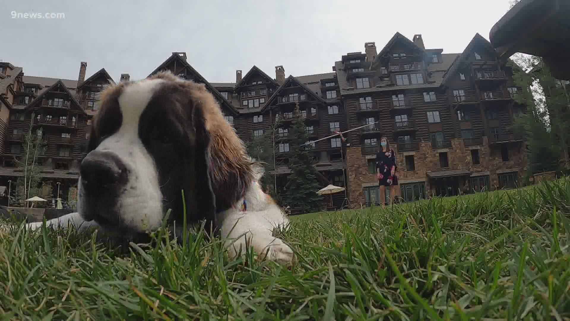 A new employee at The Ritz-Carlton Bachelor Gulch is working for treats and belly rubs.