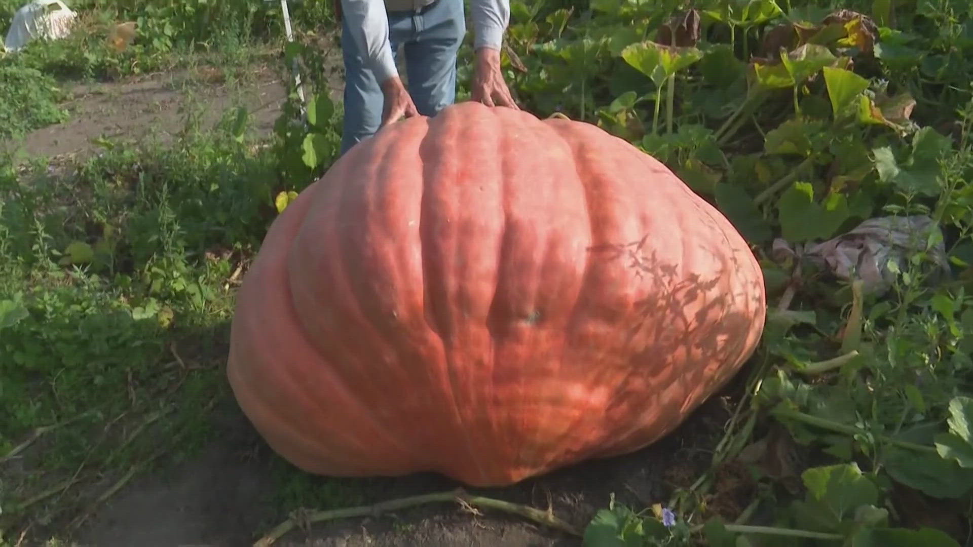 Giant pumpkins get to be thousands of pounds due to the genetics of it's seed. The larger the pumpkin, the more likely it'll be able to produce another.