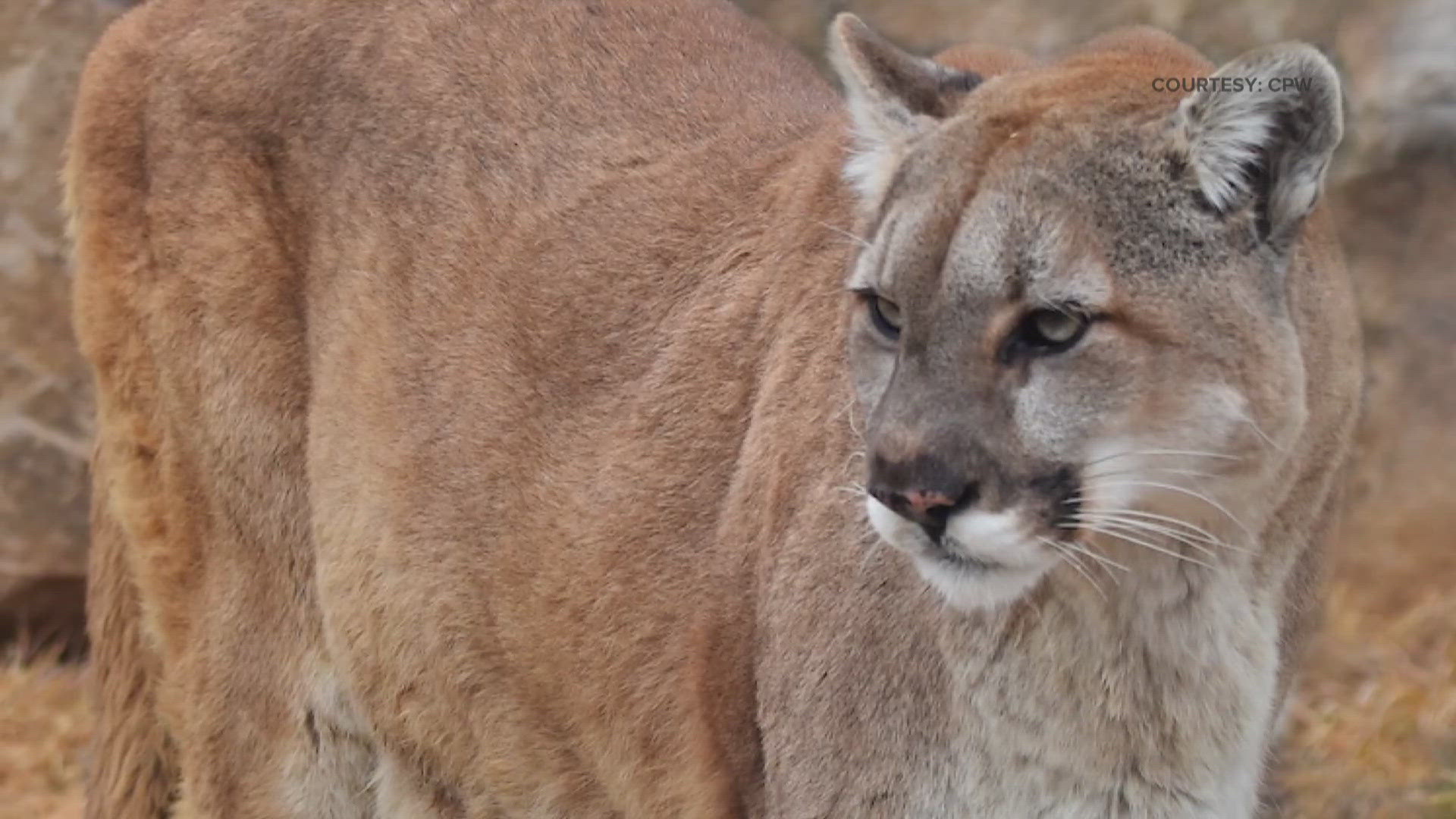 Colorado Parks and Wildlife wants to reduce conflicts between people and mountain lions without reducing the animal population.