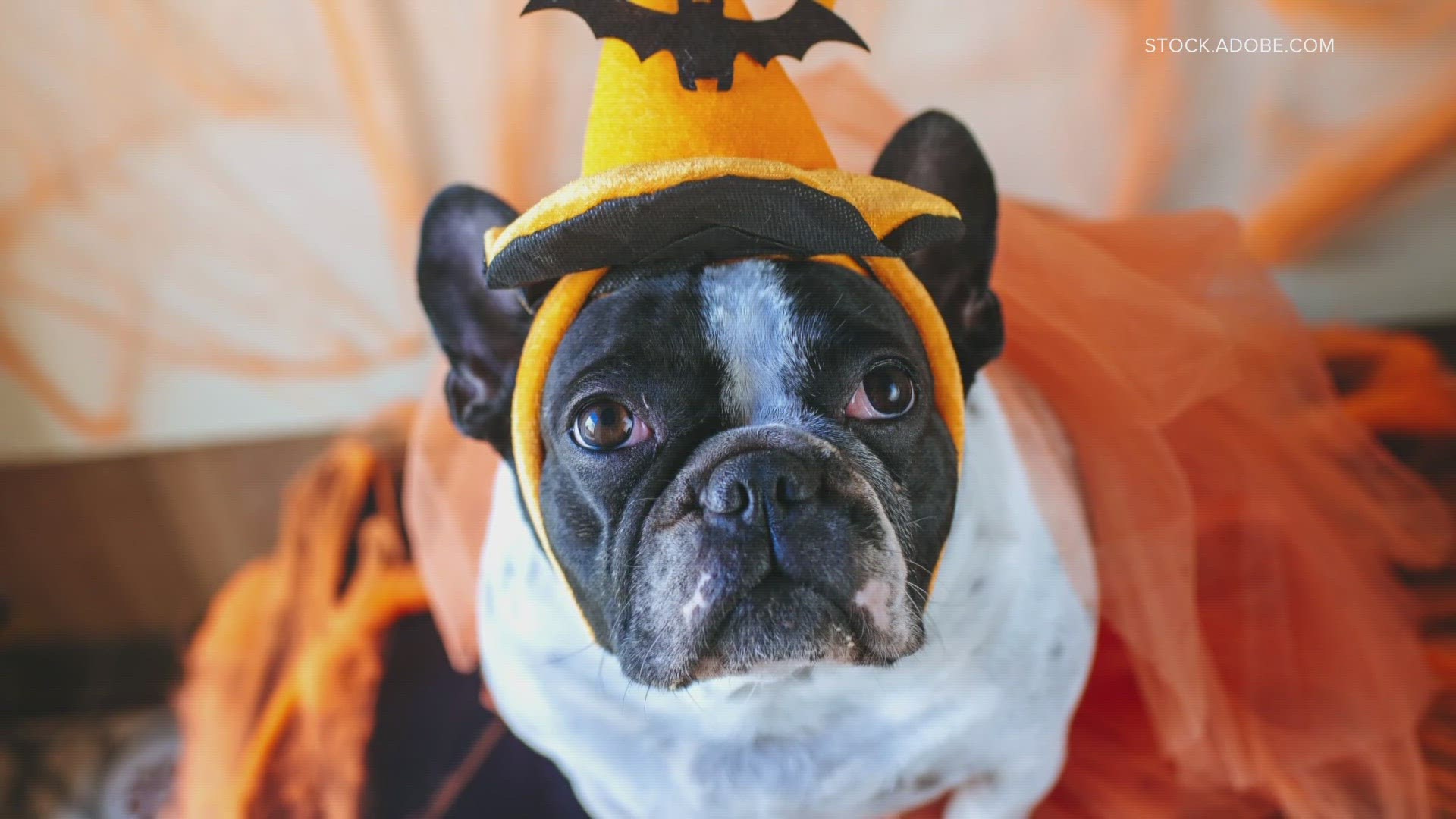 Halloween can be dangerous and stressful for your pets, but there are ways you can help.