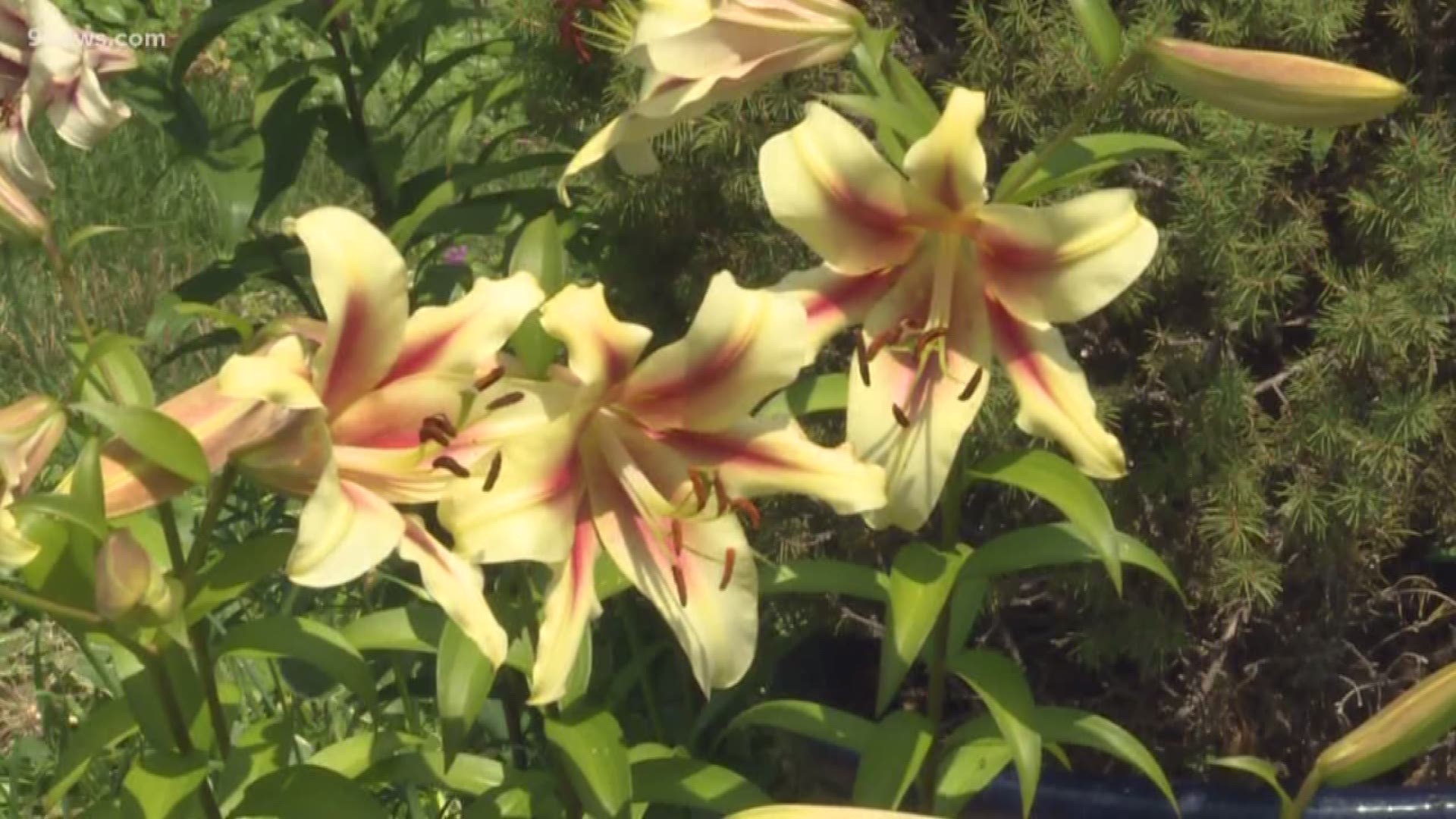 Rob Proctor has some tips to keep your plants and garden looking good and healthy during the mid-summer months.