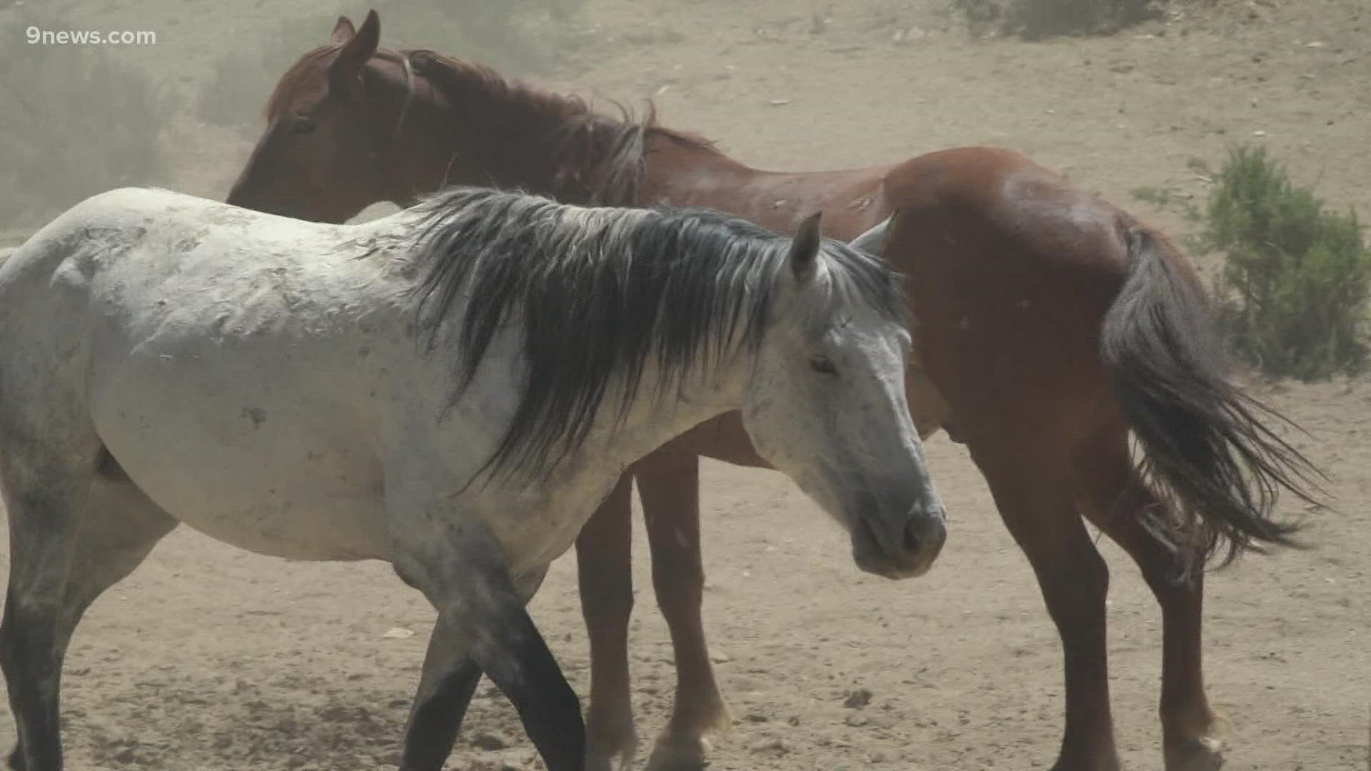 BLM plans to use a helicopter to drive wild horses into traps in the Sand Wash Basin because of food, water shortages – Gov. Polis asked them to hold off.