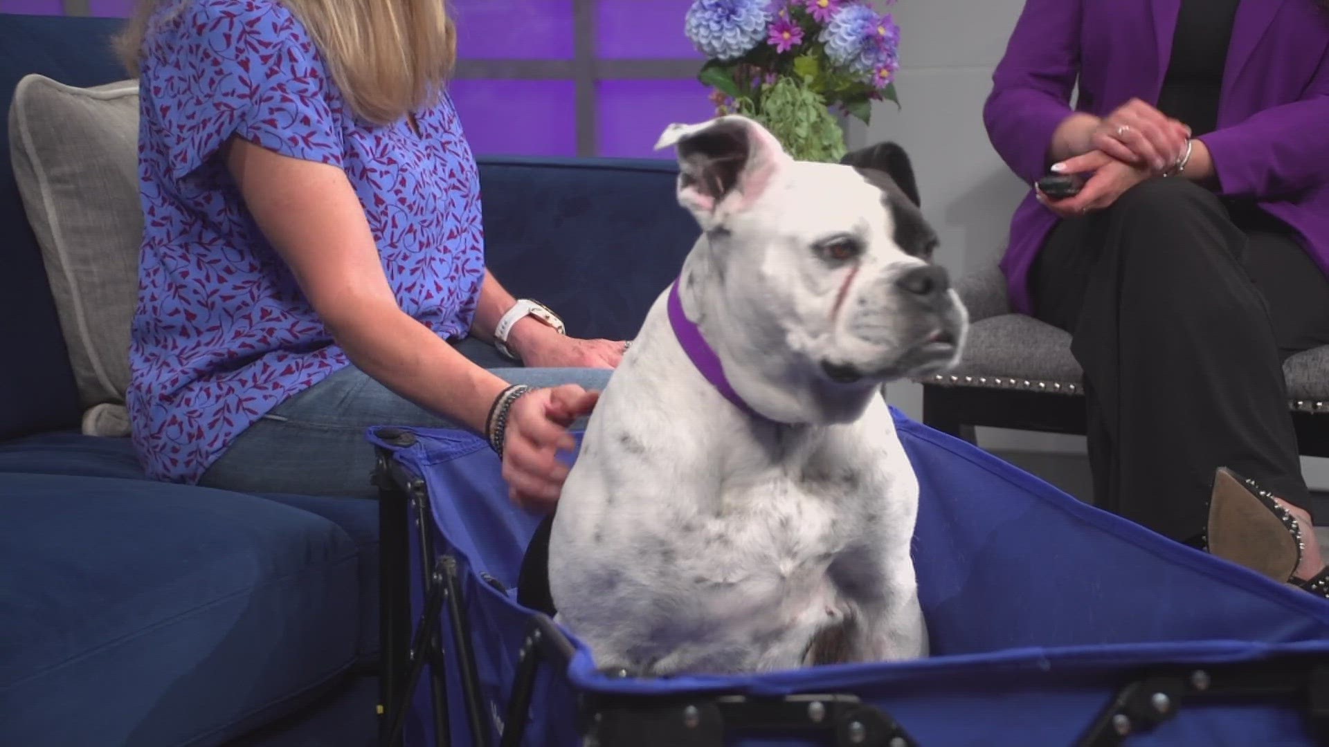 Chestna, a 4-year-old bulldog mix, is available for adoption from the Ho-Bo Boxer Rescue.
