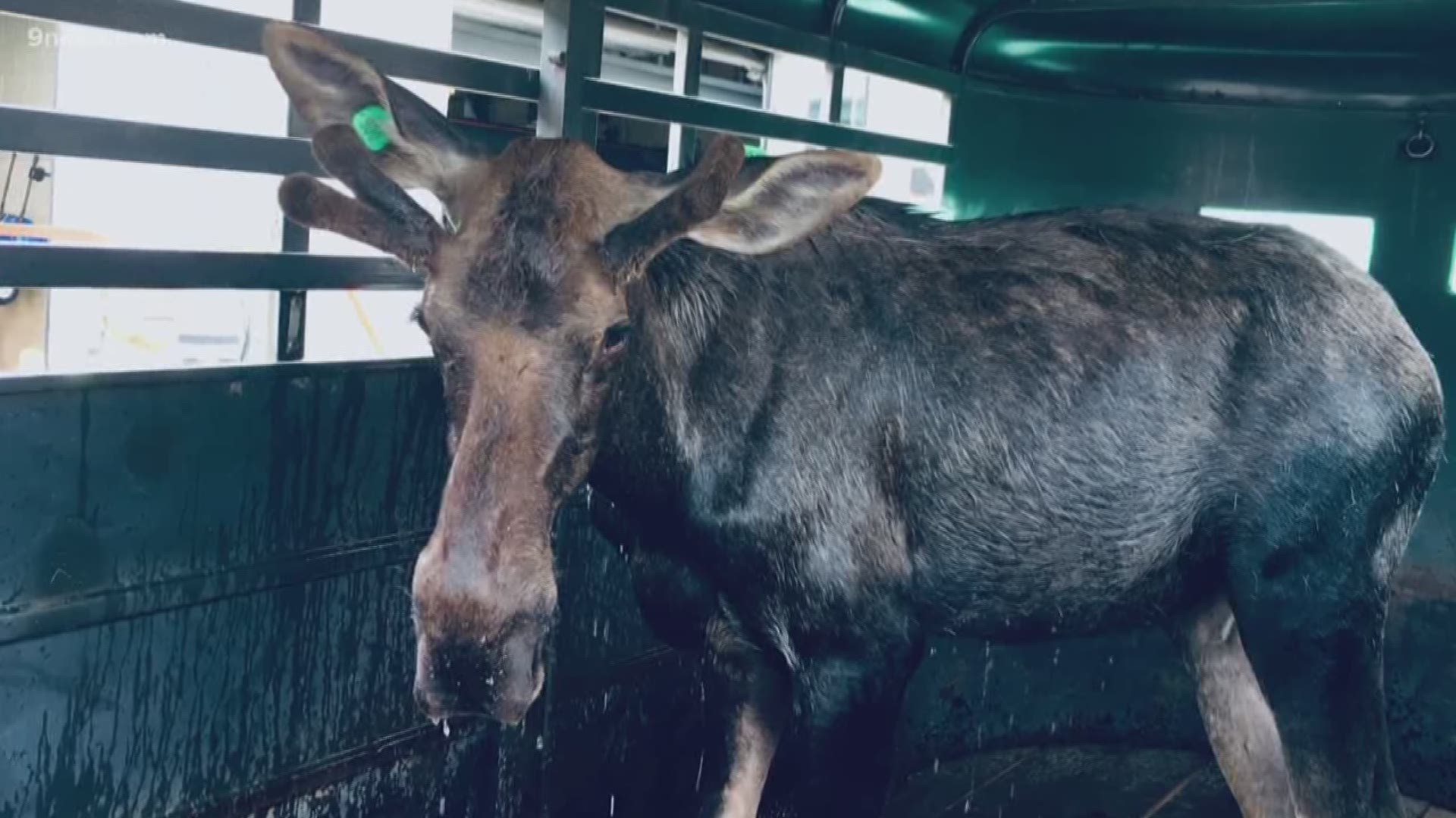 The moose was seen just off 104th Avenue Monday morning, but was caught and is being relocated, according to Colorado Parks and Wildlife.