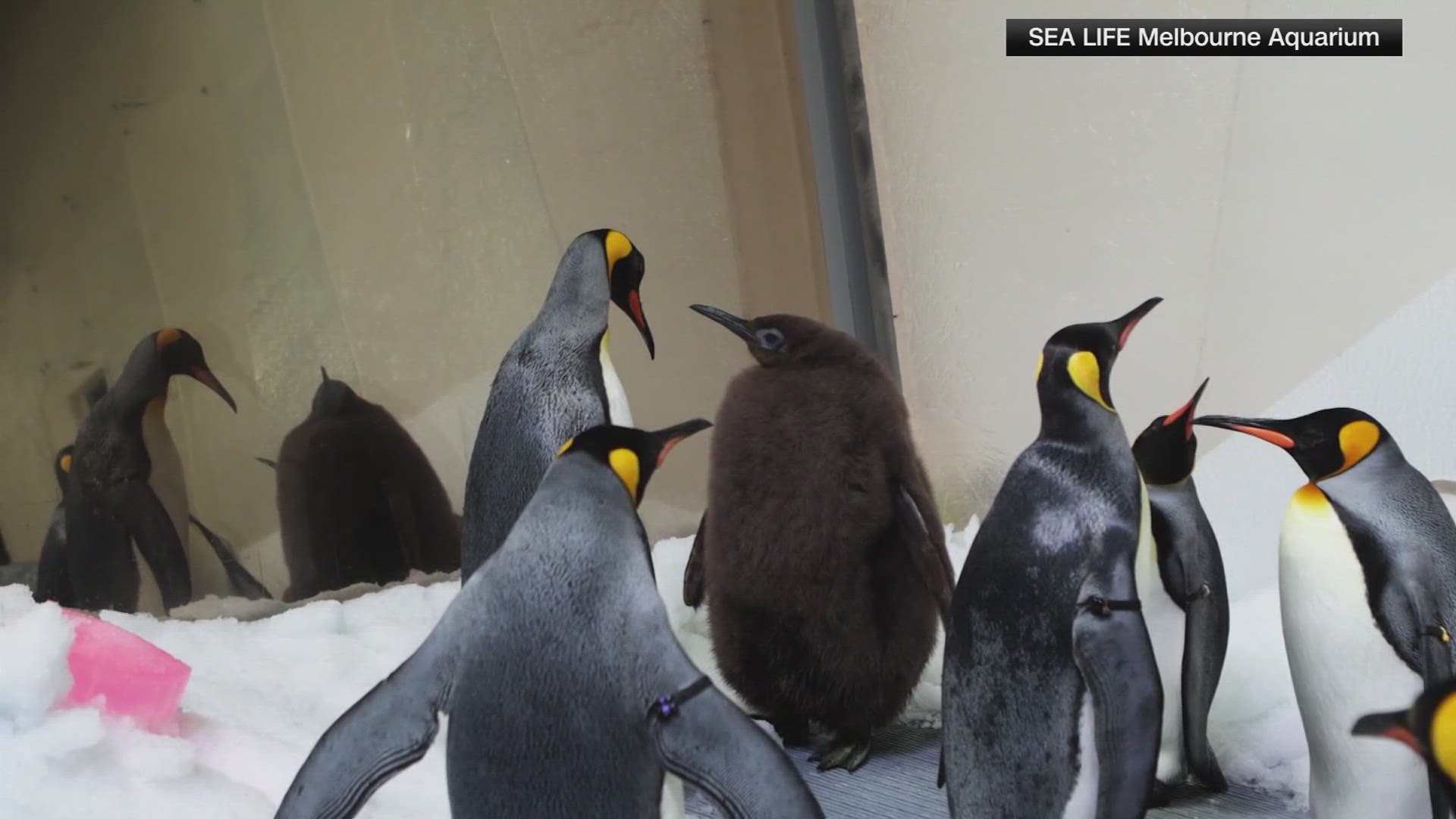 Pesto is a 9-month-old, 50 pound king penguin that has taken the internet by storm. He became a sensation because of his size and him next to his parents.