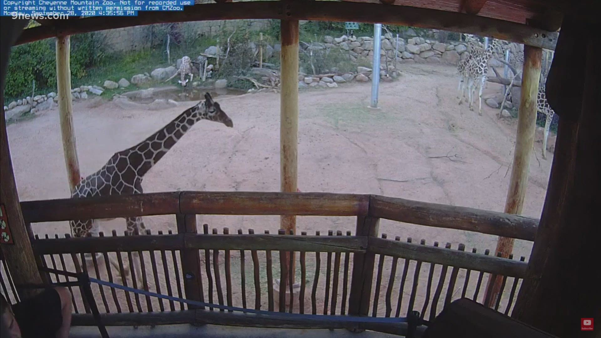 Watch Bailey and her calf live in a YouTube stream provided by Cheyenne Mountain Zoo.