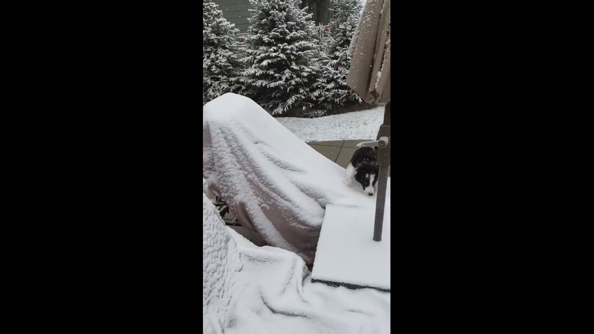 Our border Collie puppy discovers snow.
Credit: Cheryl Zenor
