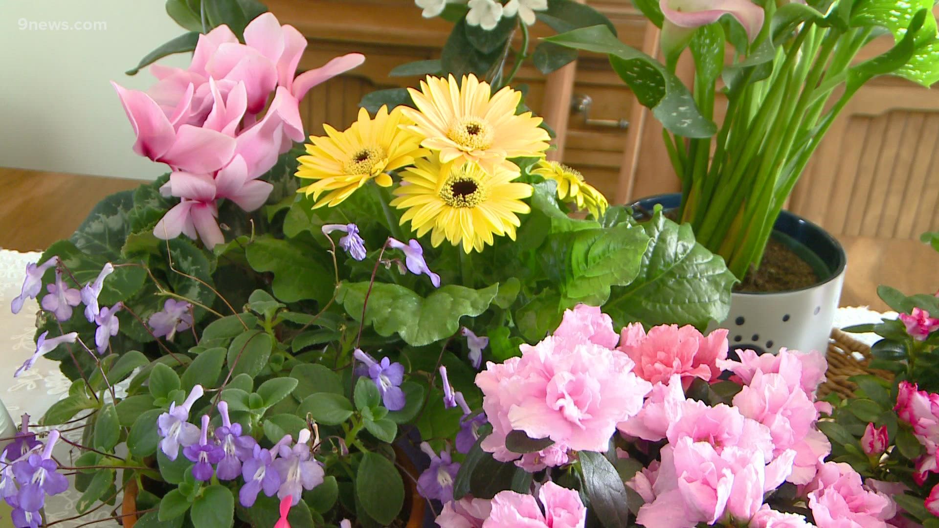 Just like your outdoor blooming plants, indoor blooming plants require more light.