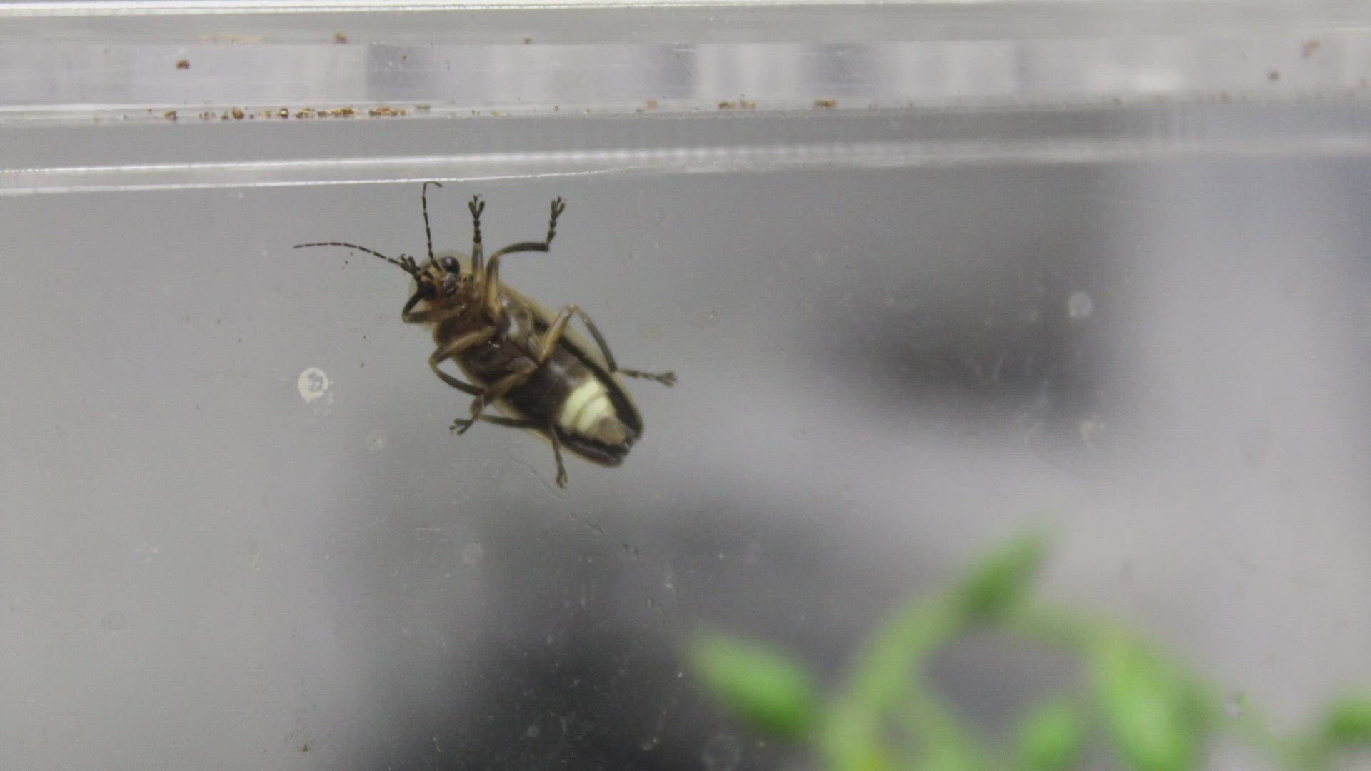Butterfly Pavilion said this achievement sets a new standard for firefly conservation and invertebrate research worldwide.