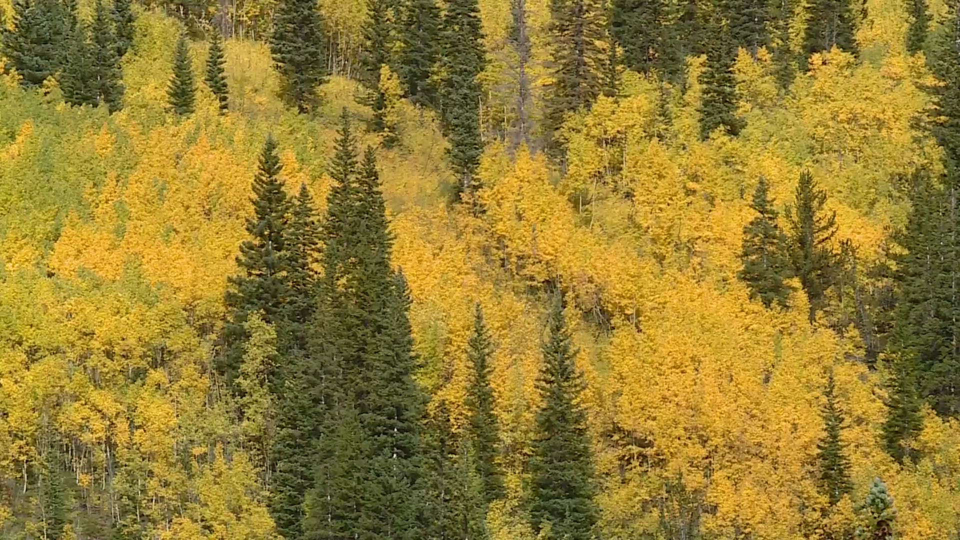 Here's where to find gorgeous fall colors in Colorado | 9news.com