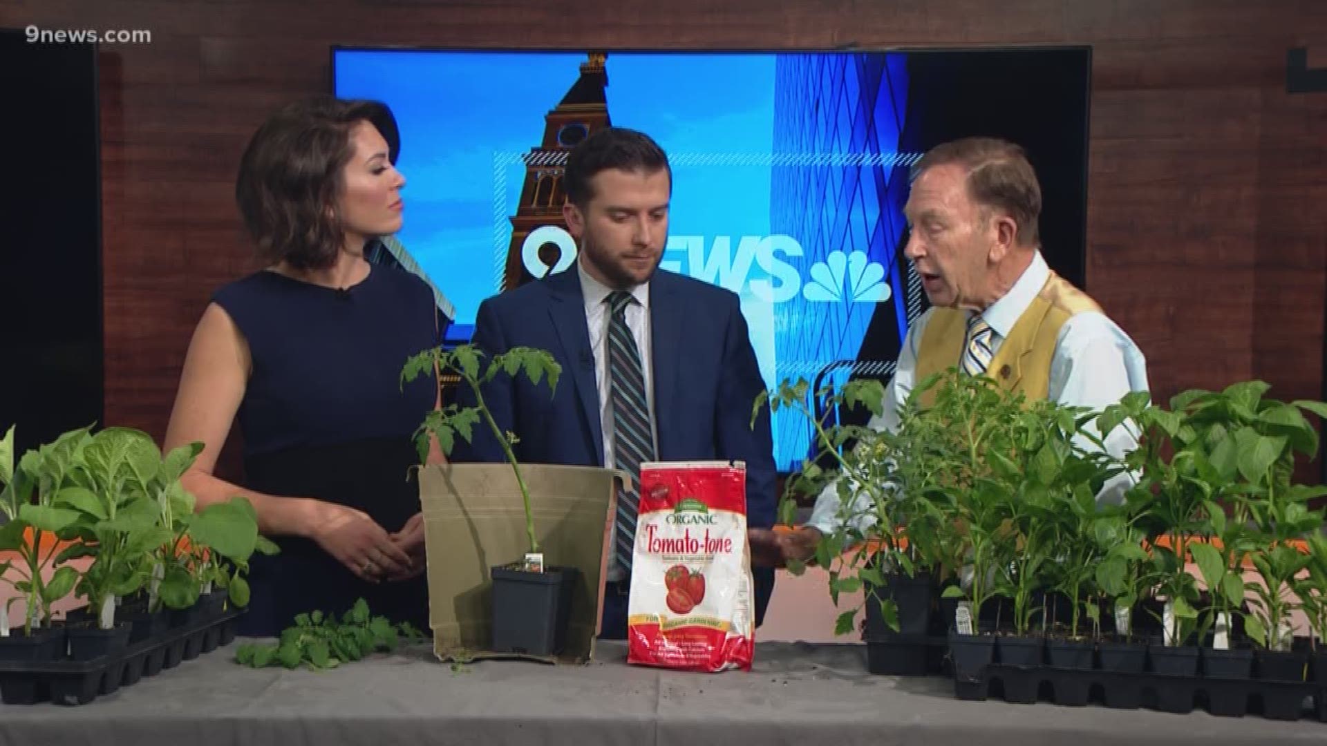 Were your tomato plants ruined by that late spring snow? Rob Proctor has some tips in case you need to start over with the plants.