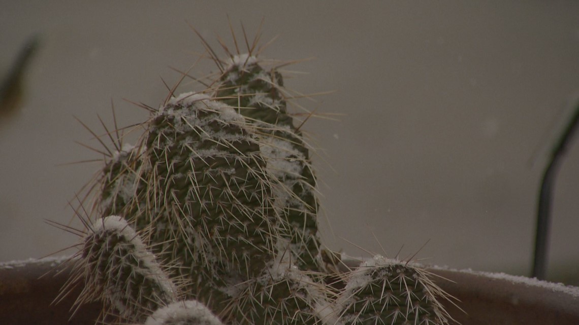 How to protect your plants from snow and cold weather