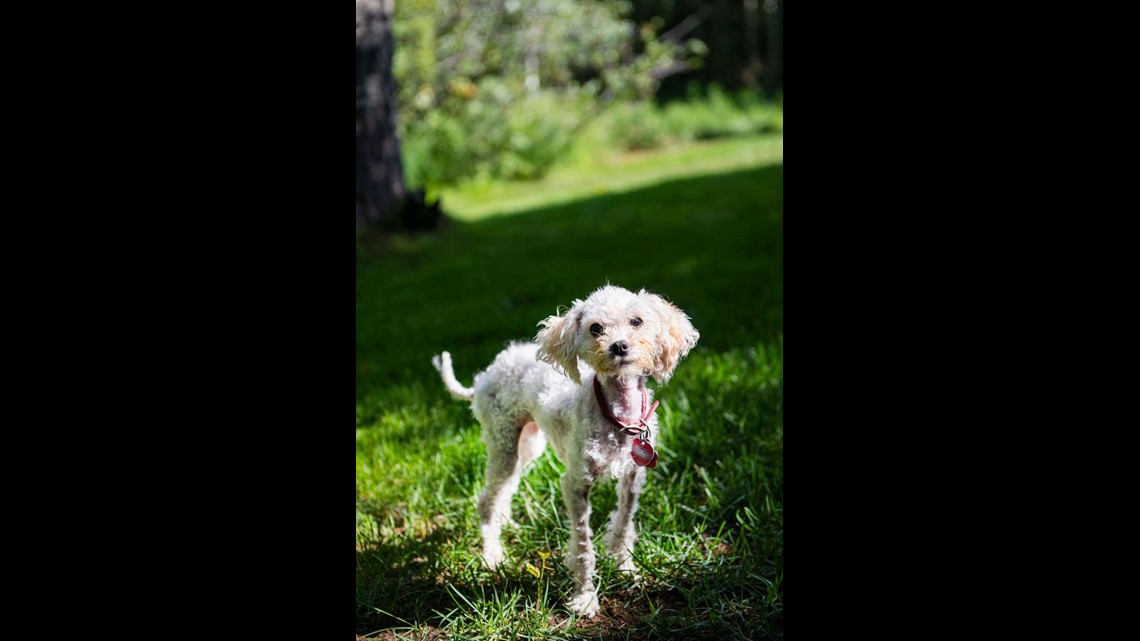 Colorado man who survived avalanche 'desperately' searching for pet dog who  went missing in slide