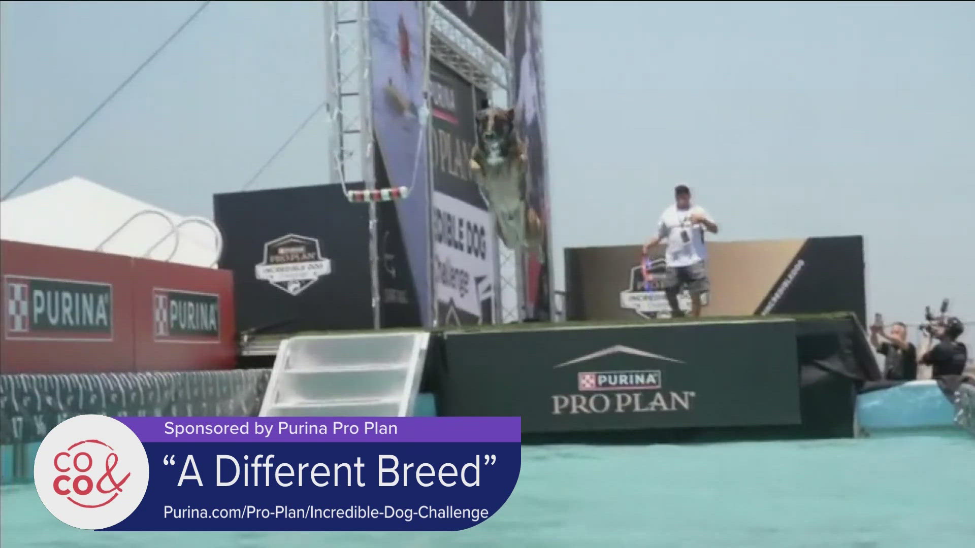 Learn more about the 'Incredible Dog Challenge' or the new show 'A Different Breed' at Purina.com/Pro-Plan/Incredible-Dog-Challenge. **PAID CONTENT**