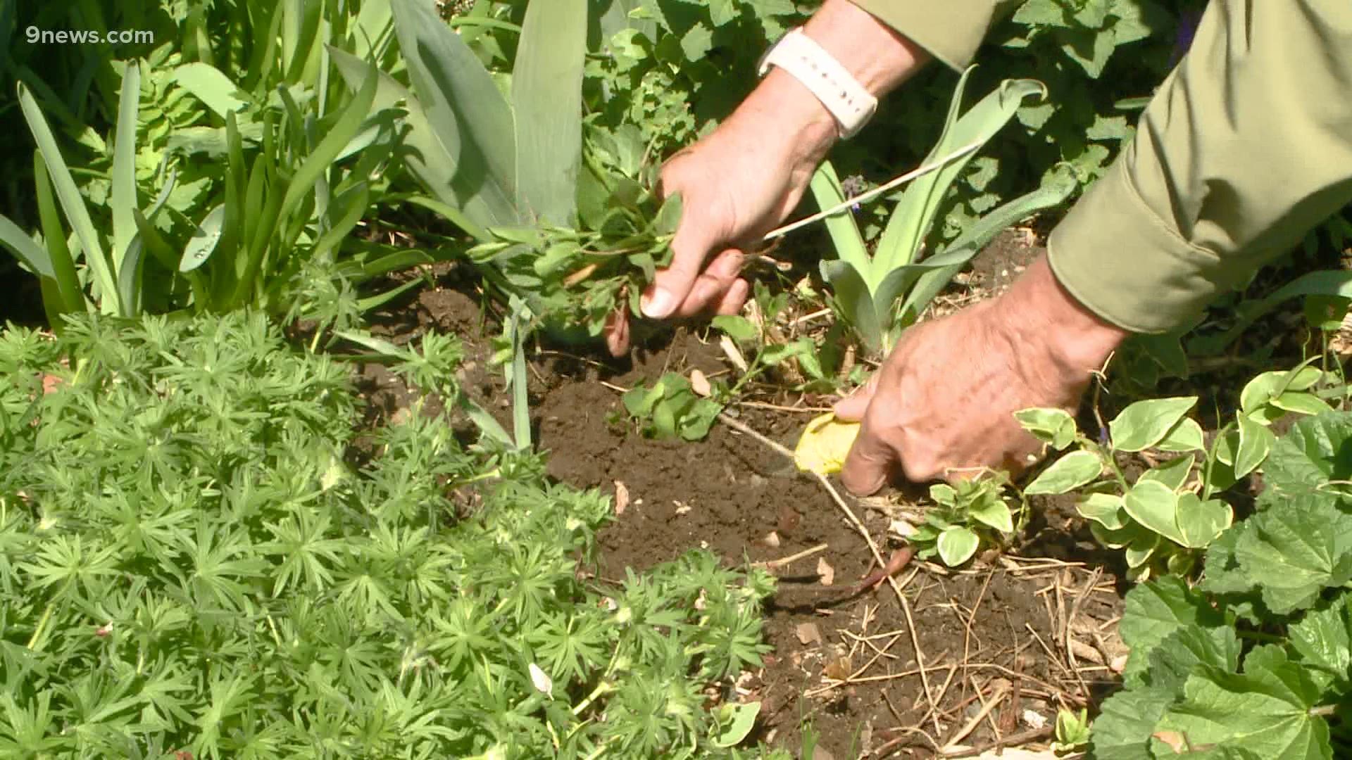 This wet weather mean it's a great time to pull the weeds out of your garden.