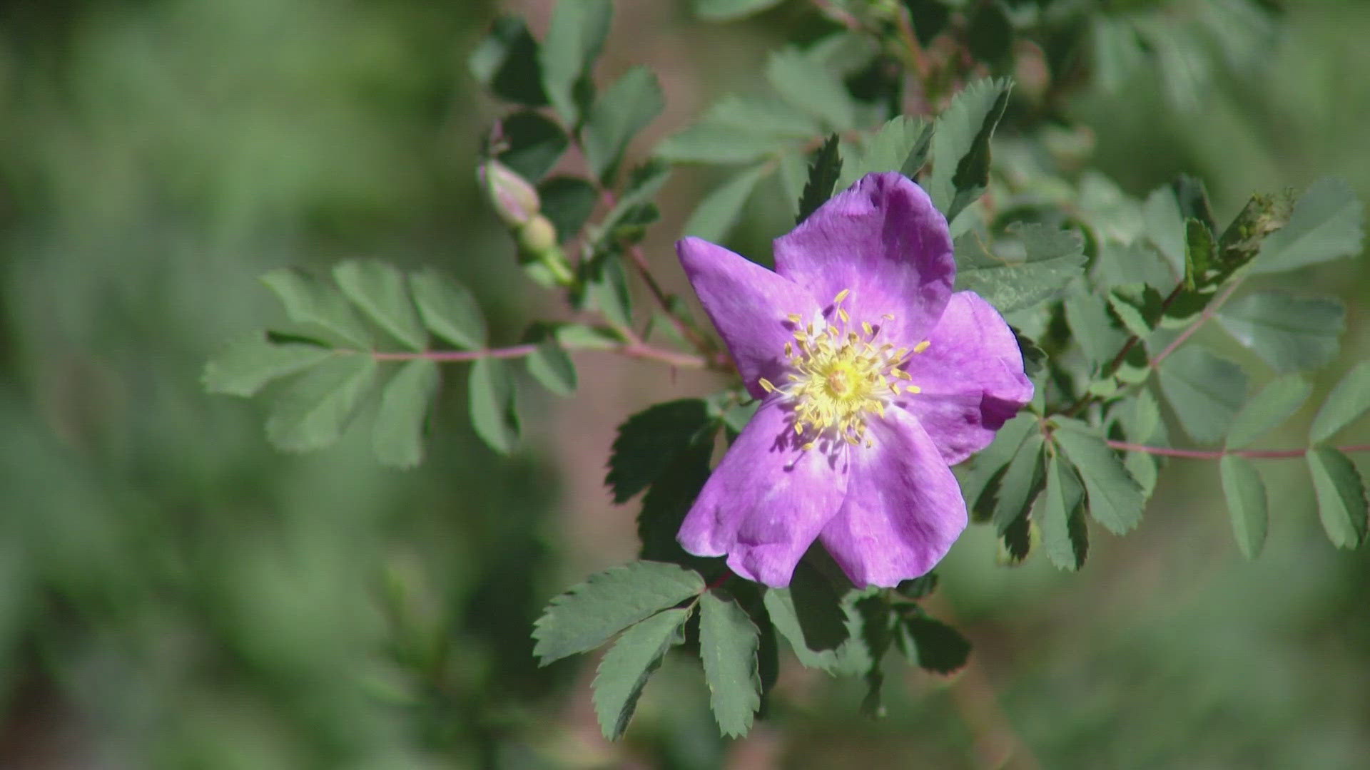 The Amache rose tells the story of one of the worst chapters of American history: The internment of Japanese Americans at places like Amache in Colorado.