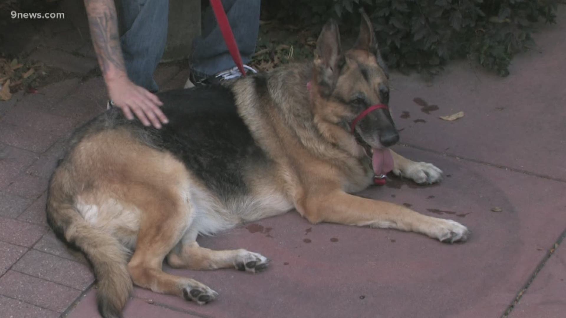 Lady is a 9-year-old German Shepherd who loves other dogs and people of all ages! Contact the Longmont Humane Society if you can give her a forever home!