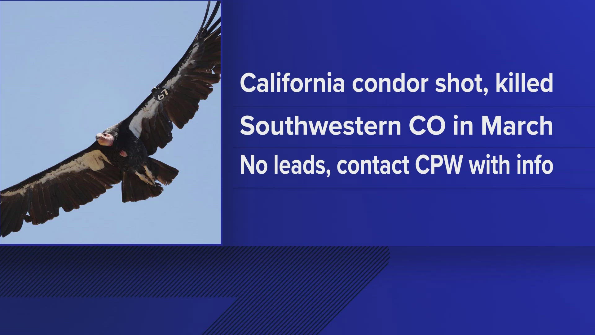 The bird was killed in a remote area northeast of Lewis and west of McPhee Reservoir in Montezuma County, CPW said.