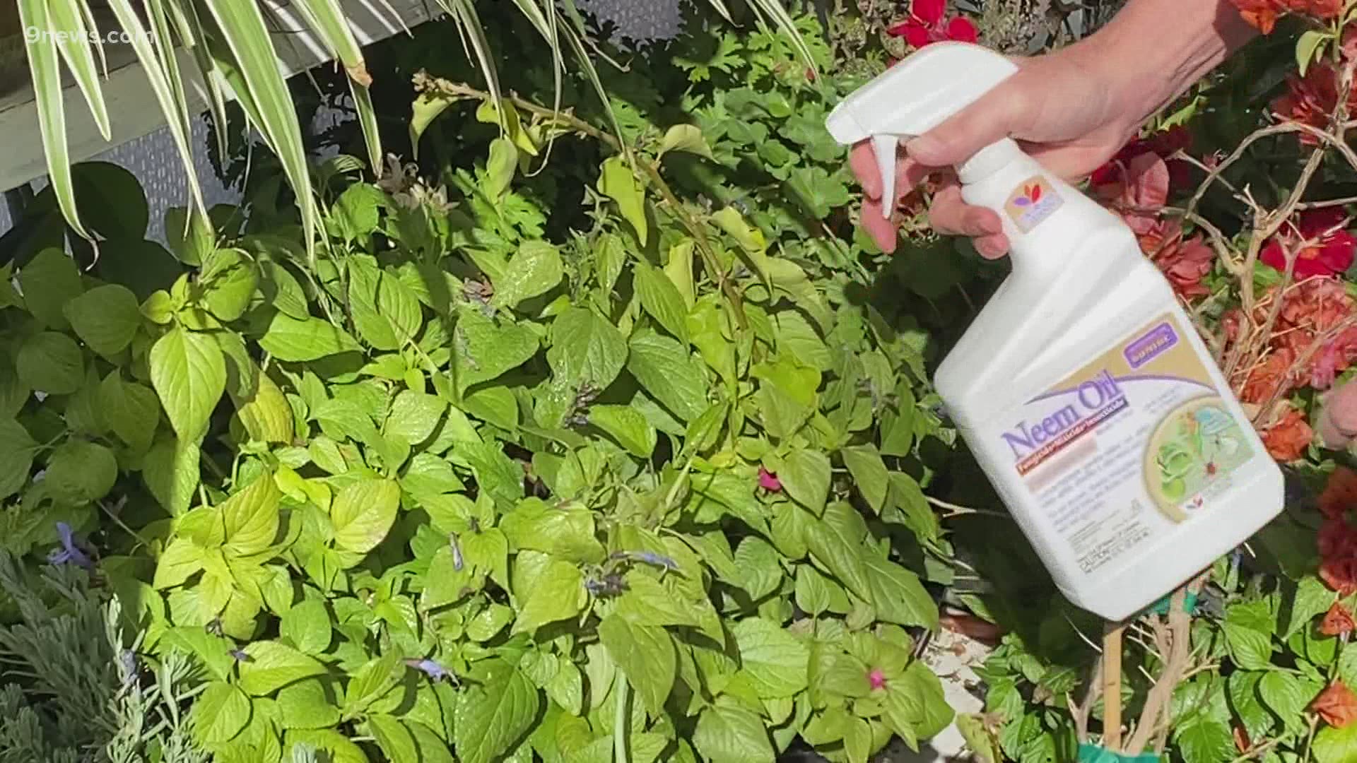 Make sure to buy your plants from a reputable source, inspect your plants before buying and regularly check for infestations.