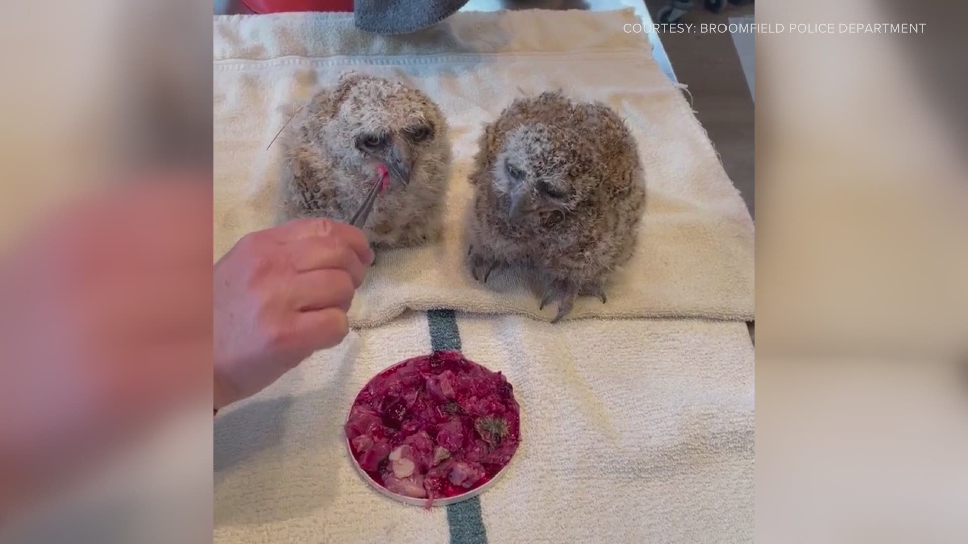 Broomfield Police shared video of two owlets who were rescued from a nest and given a fresh meal before being reunited with their mom at Birds of Prey.