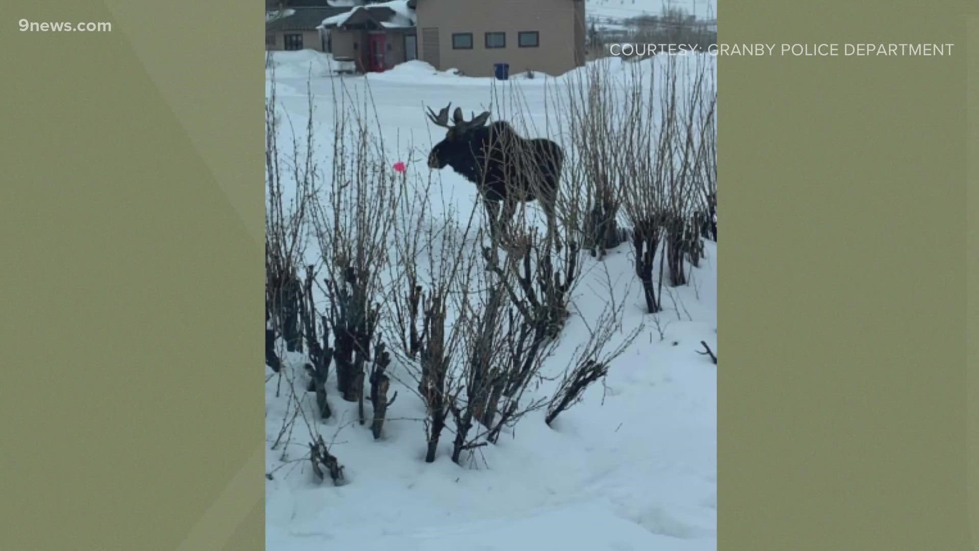 People tried to approach and take pictures of the moose, causing them to separate and get stressed, the town said.