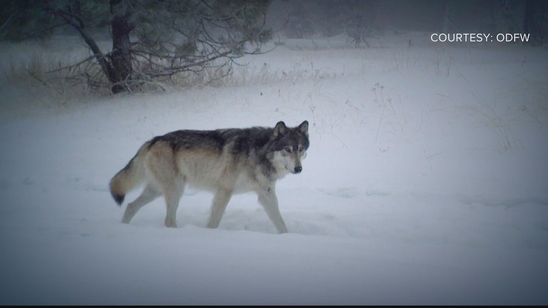 Ten wolves were introduced to Colorado last week and five more are expected to be released soon.