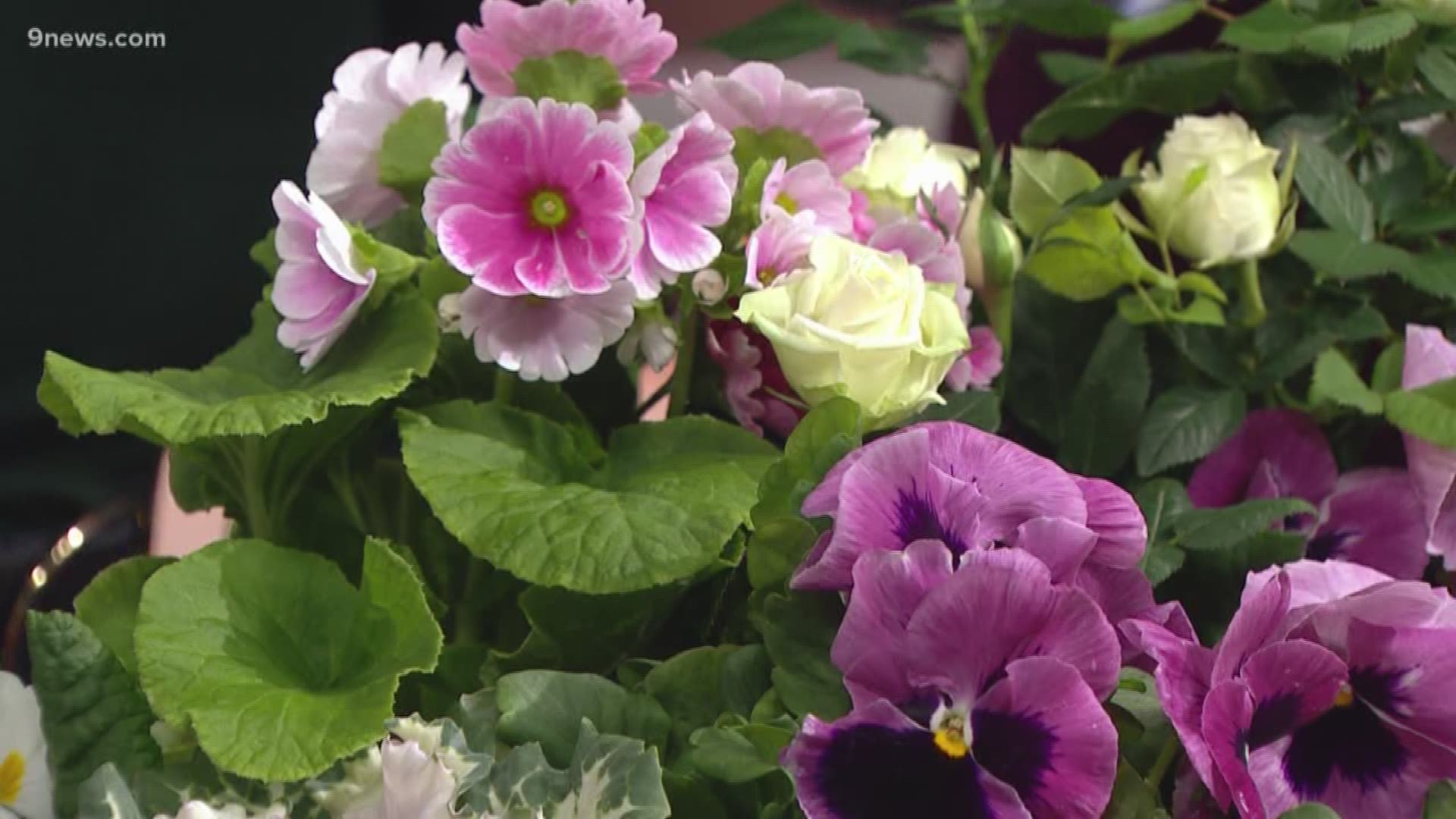 Garden expert Rob Procter introduces some plants you can buy ahead of Spring