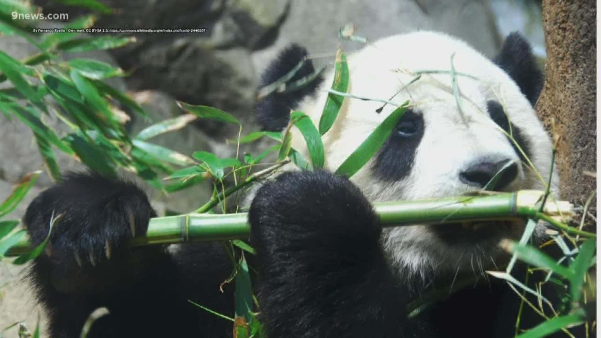 Up until 2016, the giant panda was considered endangered. Now, they are listed as vulnerable,  thanks to conservation efforts to increase their population.
