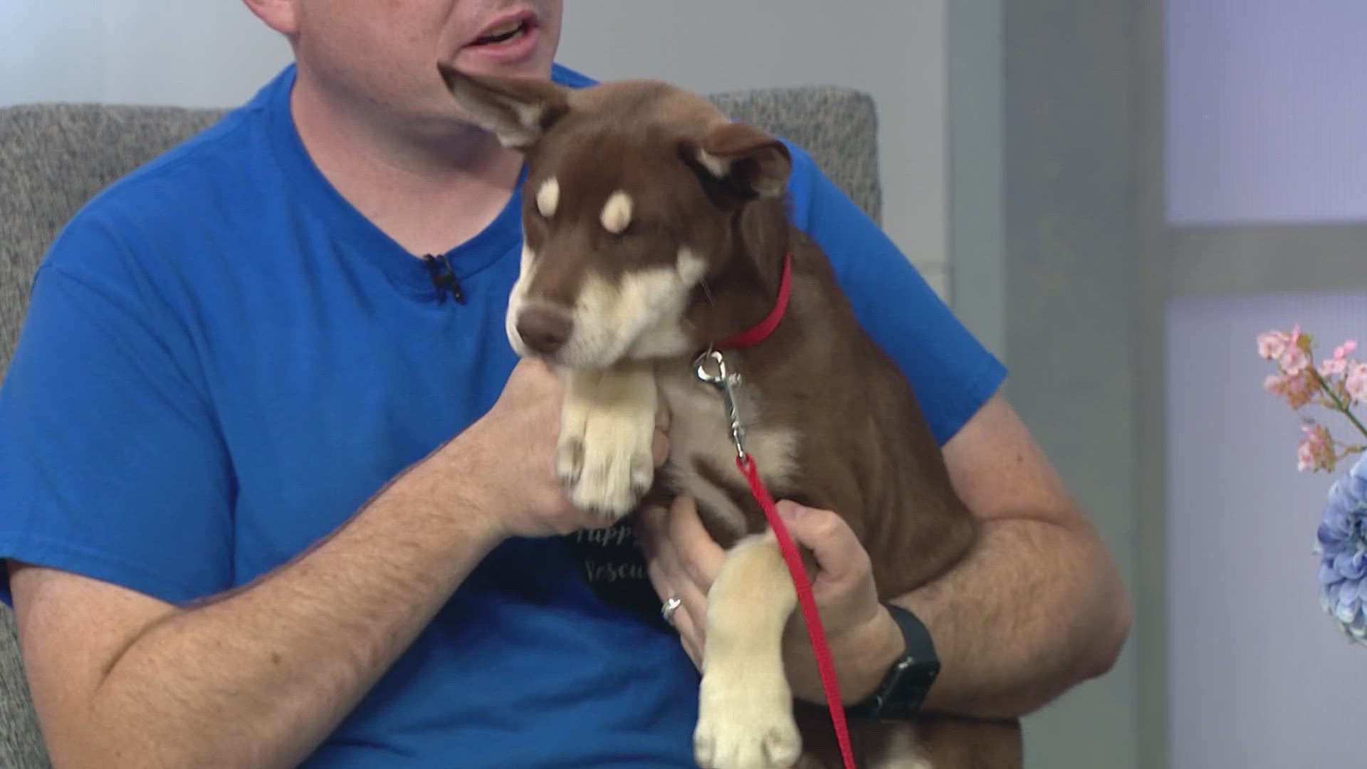 Teddy and 65 other puppies are available for adoption at Lifeline Puppy Rescue in Brighton.