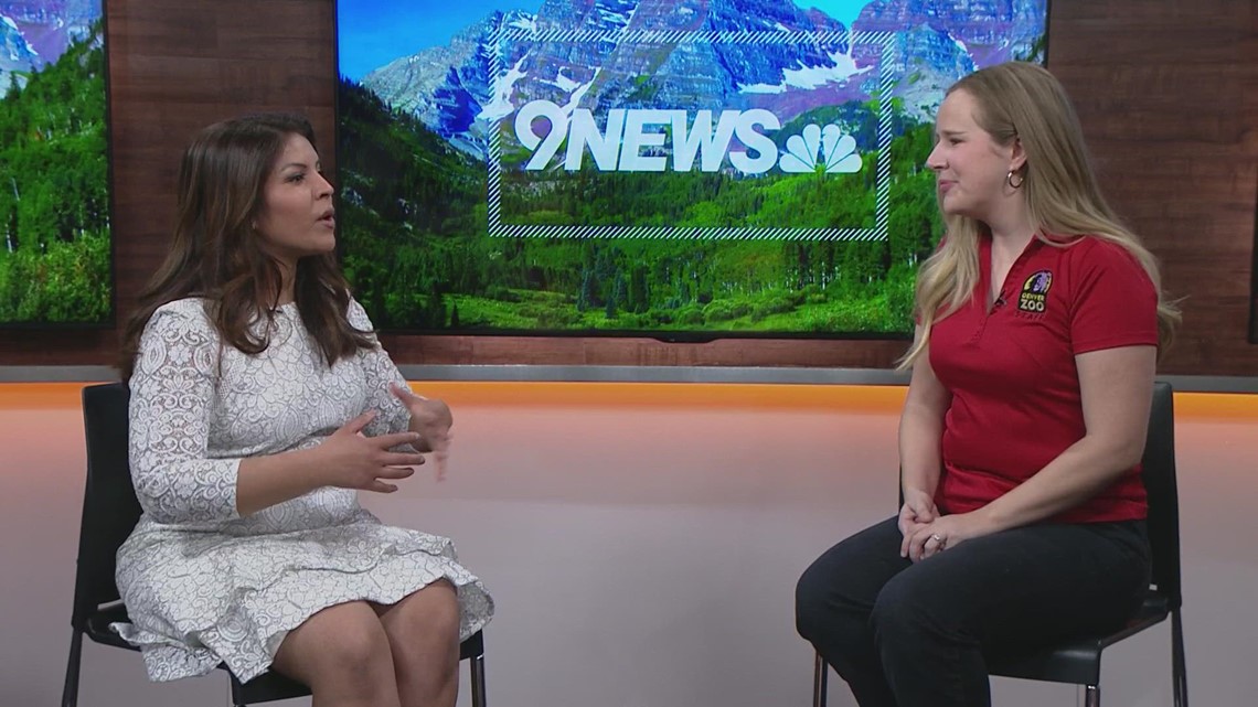 Wild At Heart Valentines Events At The Denver Zoo 9news wild-at-heart-valentines-events-at-the-denver-zoo-9news