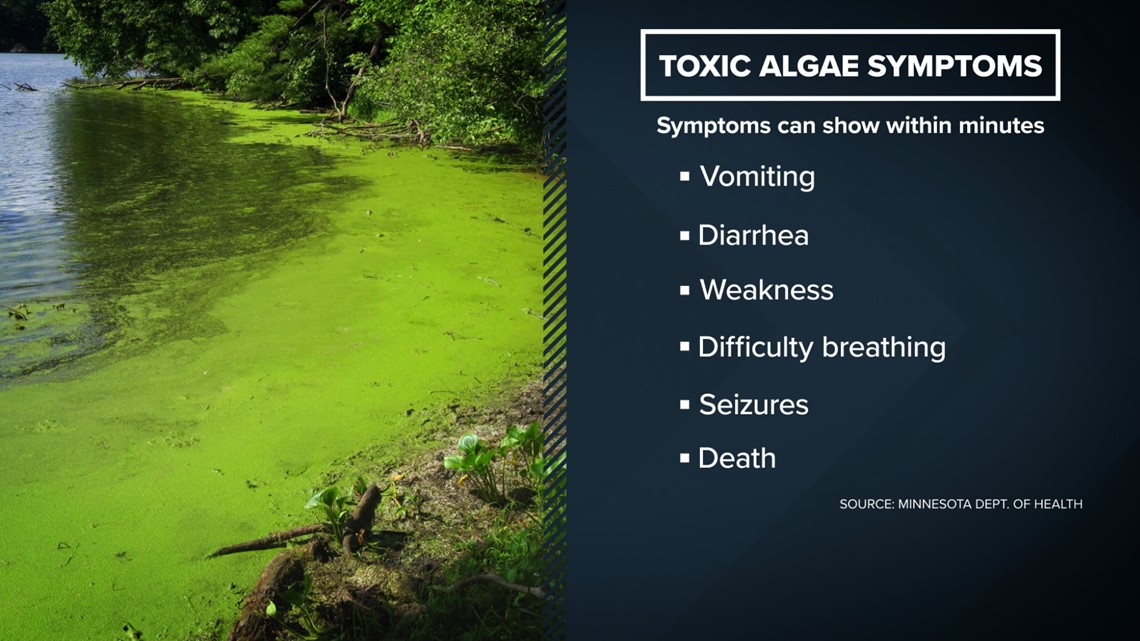 Blue green algae : Lake District National Park