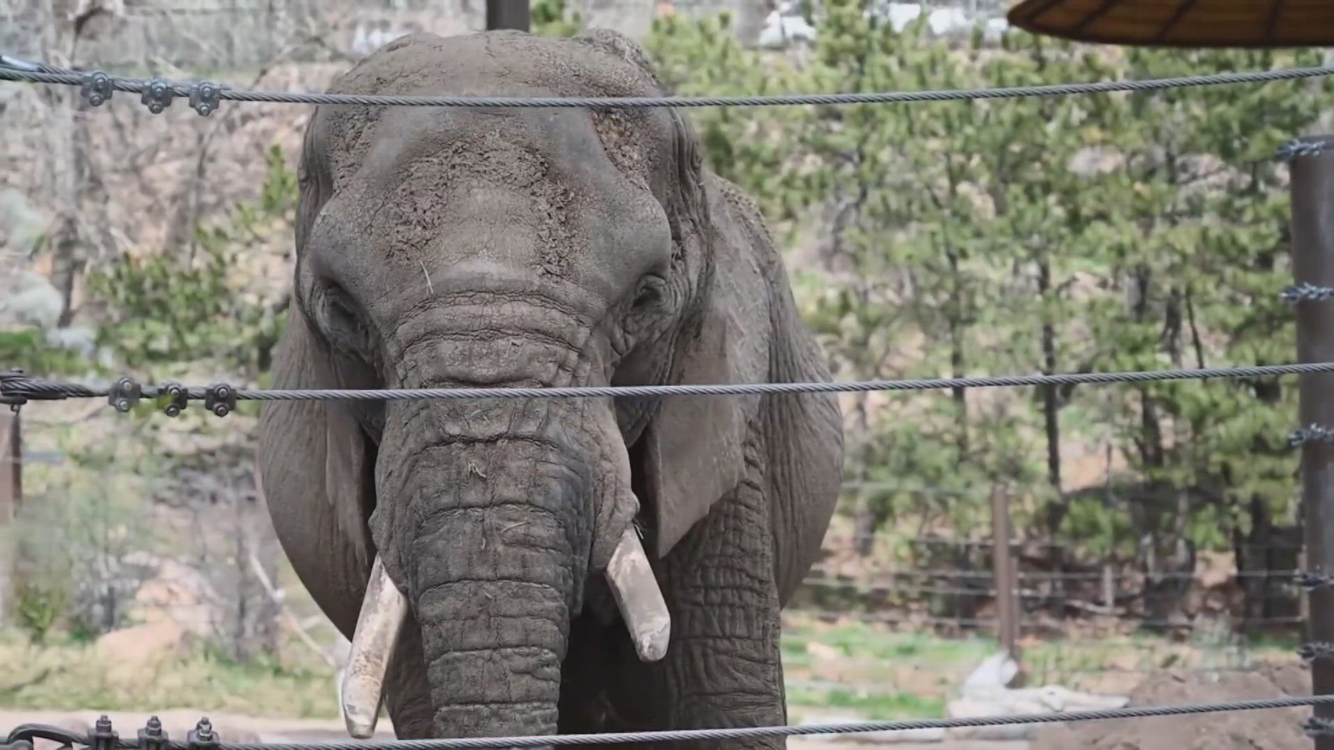 An animal rights group is trying to get the elephants released from what they say is essentially the equivalent of a prison.